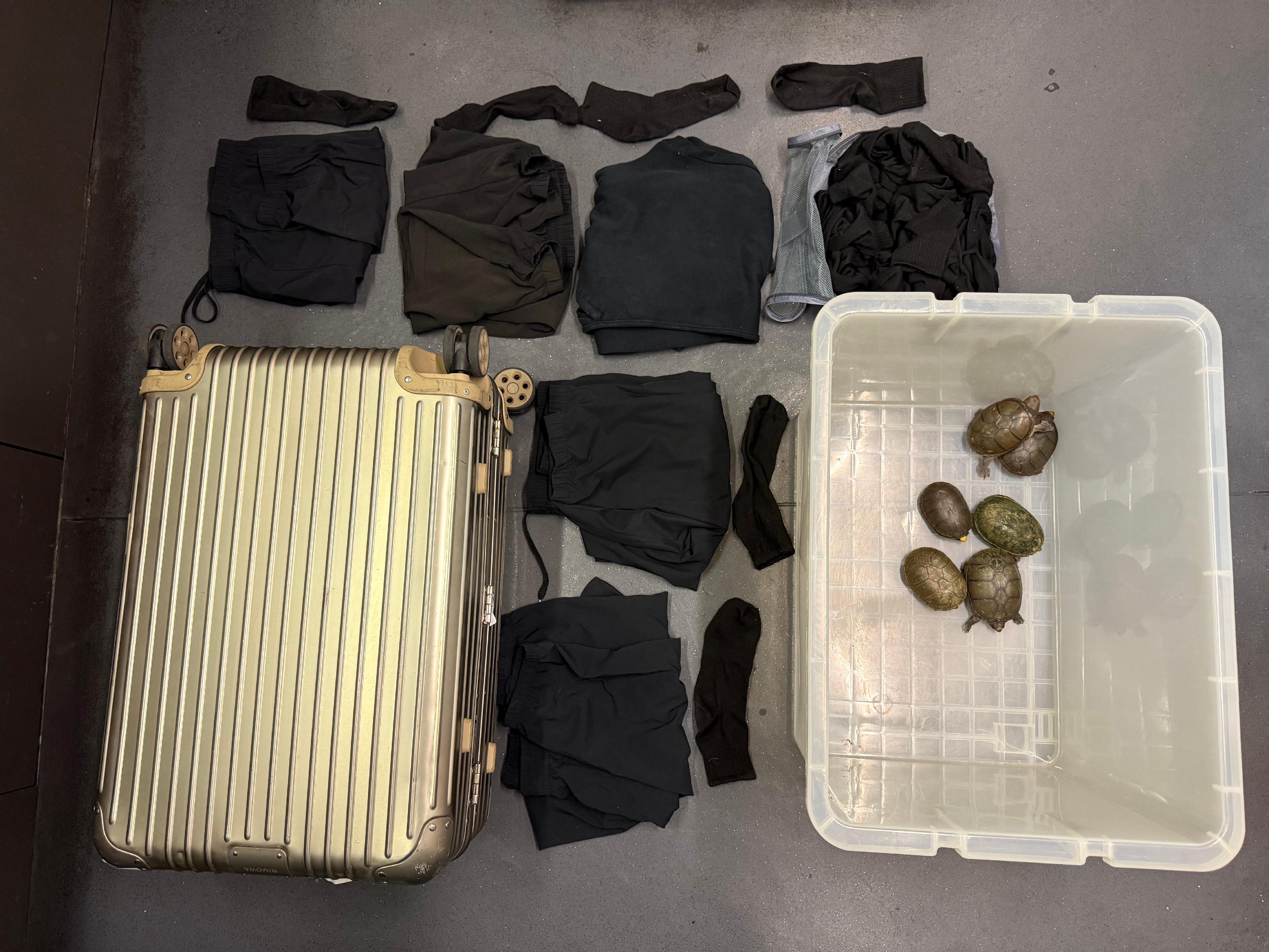 The Agriculture, Fisheries and Conservation Department, in collaboration with the Customs and Excise Department, detected an endangered species case at Hong Kong International Airport on April 30 and seized six critically endangered Vallarta mud turtles with an estimated market value of over $1.2 million.