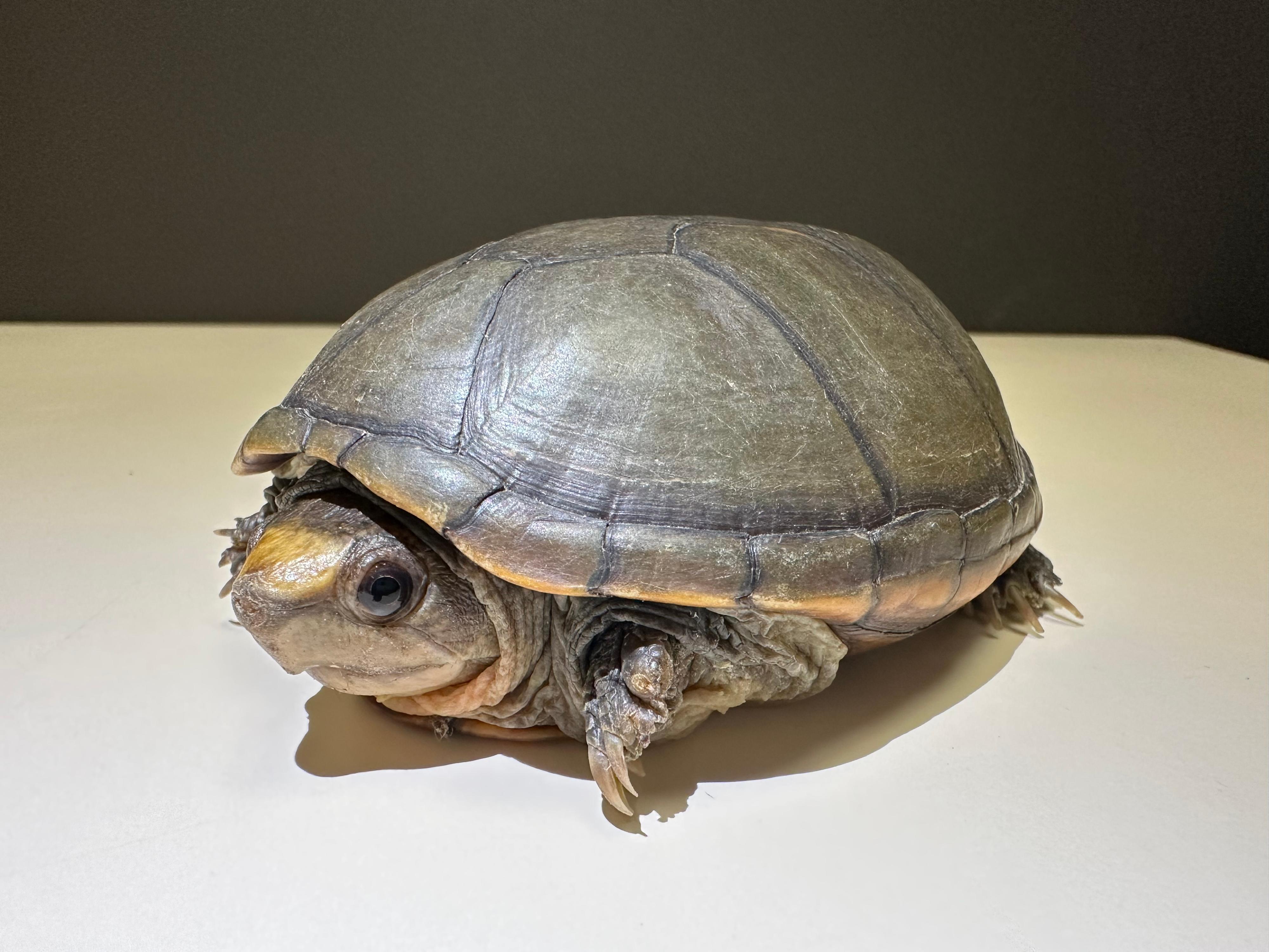 The Agriculture, Fisheries and Conservation Department, in collaboration with the Customs and Excise Department, detected an endangered species case at Hong Kong International Airport on April 30 and seized six critically endangered Vallarta mud turtles with an estimated market value of over $1.2 million. Photo shows one of the seized live turtles.