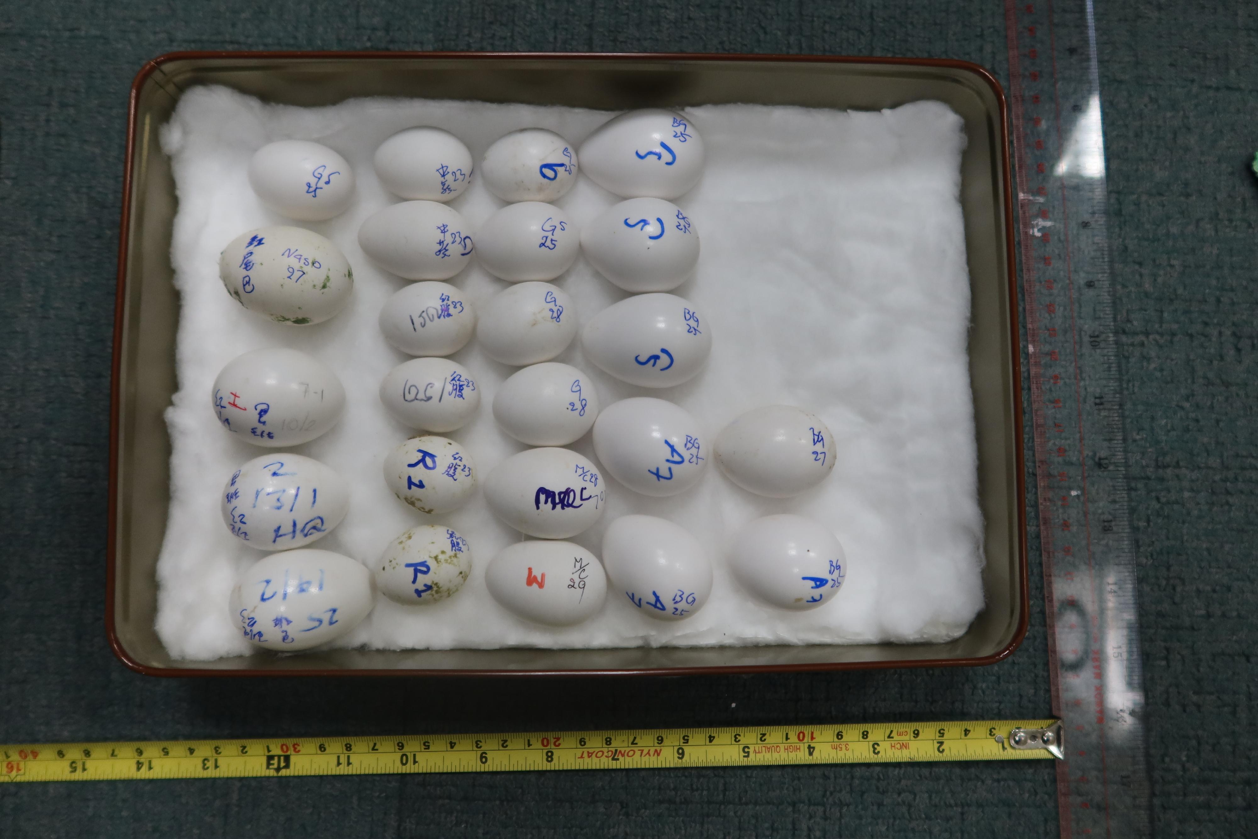 A Thai man who smuggled 187 eggs of endangered parrot species was convicted at the District Court today (May 16) for violating the Protection of Endangered Species of Animals and Plants Ordinance (Cap. 586) and sentenced to imprisonment for 24 months. Photo shows the seized eggs of the endangered parrot species.