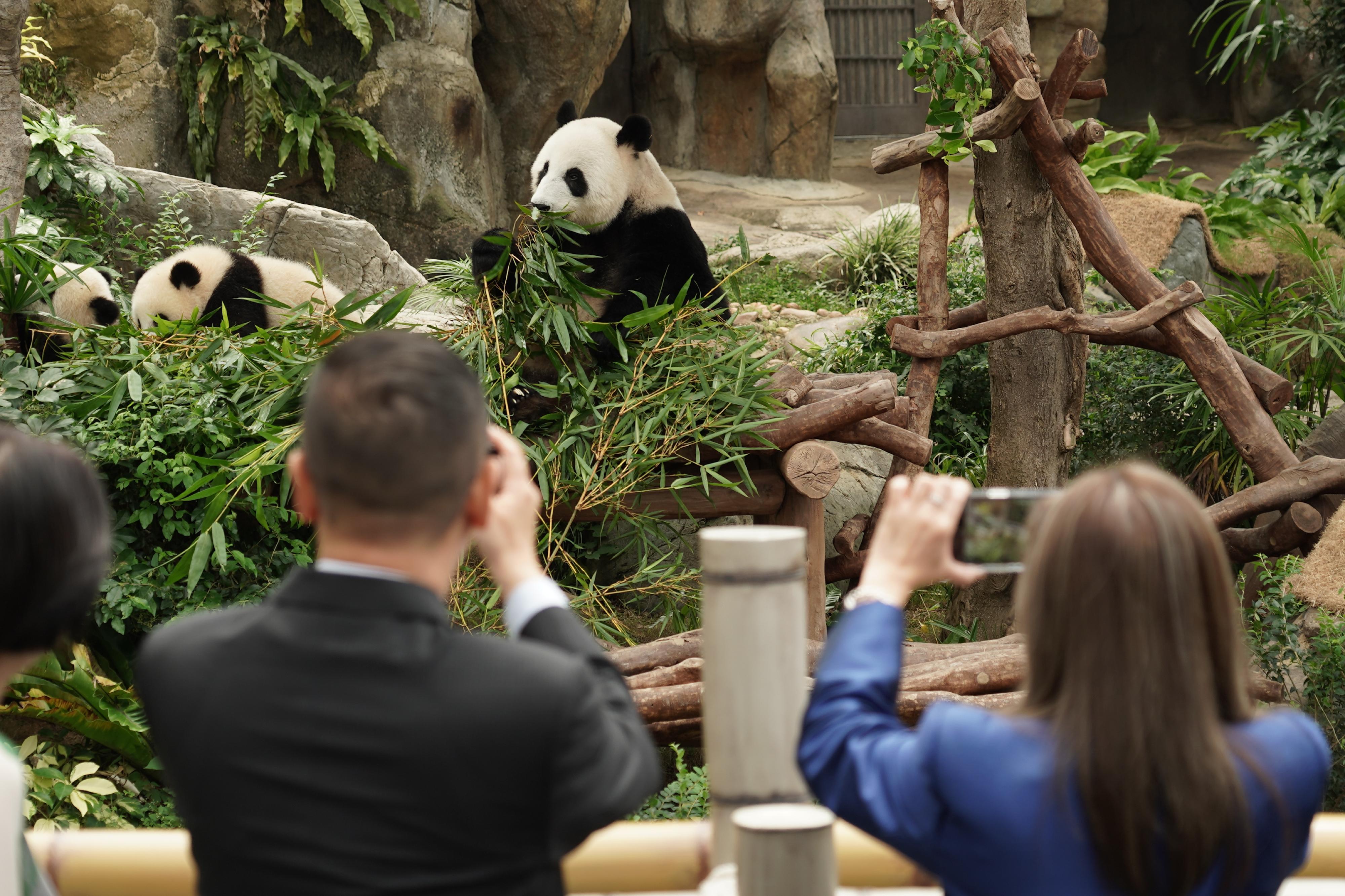 The Secretary for Culture, Sports and Tourism, Miss Rosanna Law, attended the event for the Announcement of Names of Giant Panda Twin Cubs today (May 27). Photo shows Miss Law (right) and the Director of Immigration, Mr Benson Kwok (left), visiting Ying Ying and the giant panda twin cubs.