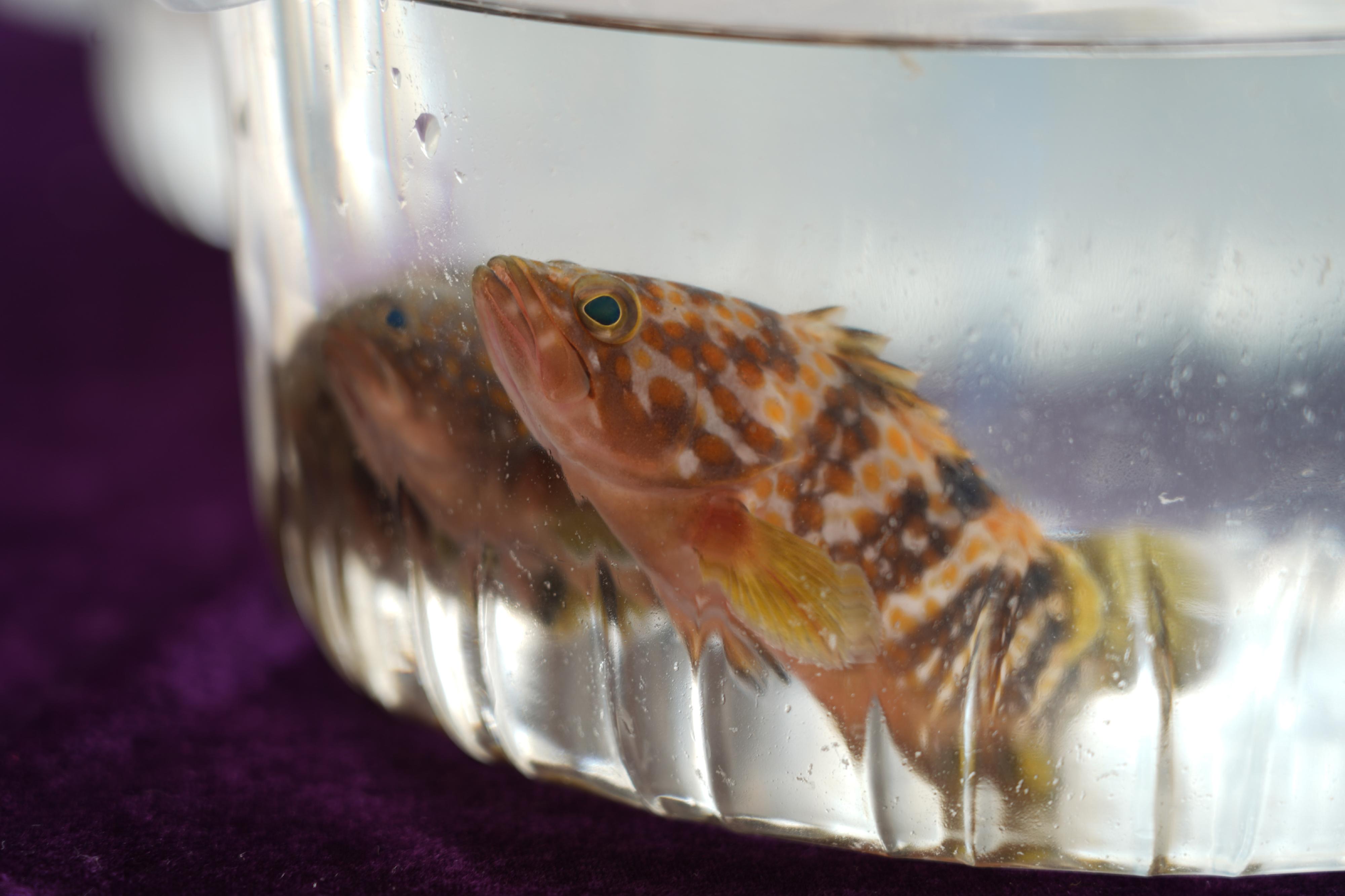 The Agriculture, Fisheries and Conservation Department, the Urban Planning and Natural Resources Bureau of Shenzhen Municipality, and the Ocean Development Bureau of Shenzhen Municipality today (June 6) jointly organised the National Fish Releasing Day 2025 fish restocking exercise. Photo shows Hong Kong grouper (Epinephelus akaara) juveniles for release.
