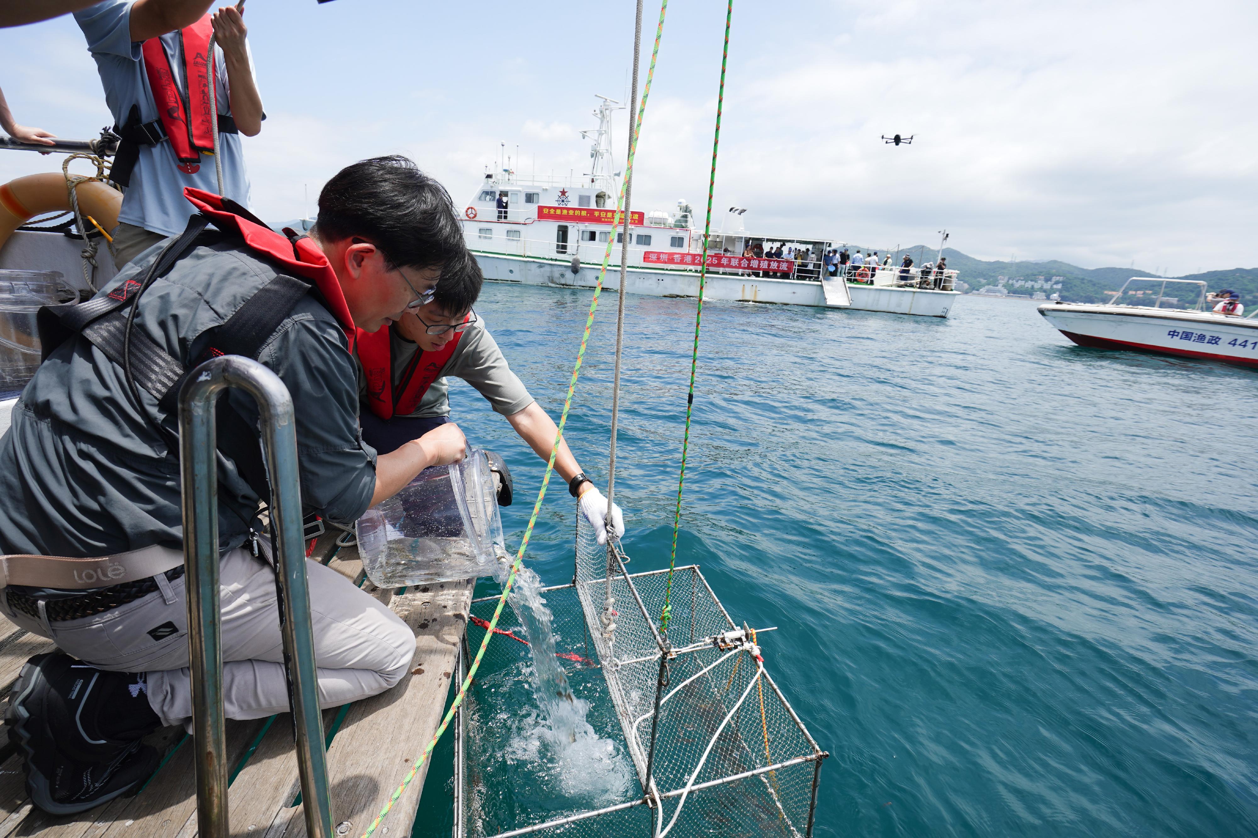 The Agriculture, Fisheries and Conservation Department (AFCD), the Urban Planning and Natural Resources Bureau of Shenzhen Municipality, and the Ocean Development Bureau of Shenzhen Municipality today (June 6) jointly organised the National Fish Releasing Day 2025 fish restocking exercise. Photo shows AFCD officers releasing juvenile fish in Hong Kong waters adjacent to Shenzhen in Mirs Bay.