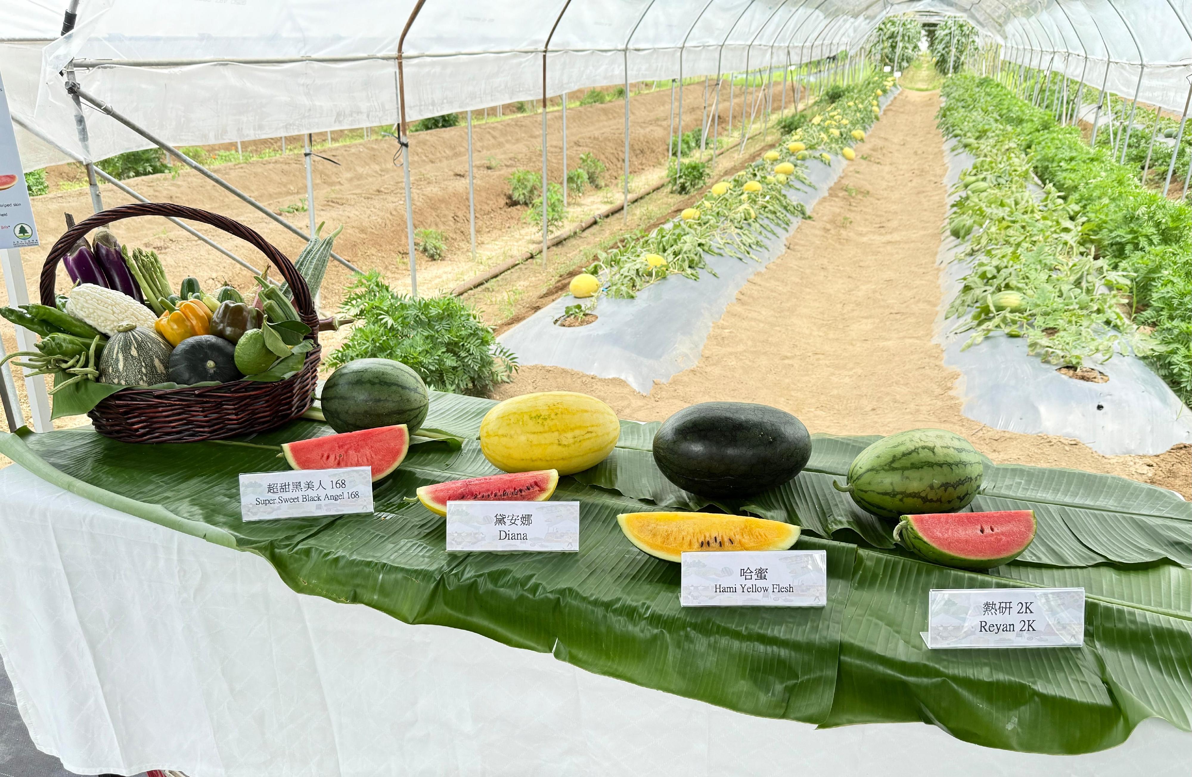 The Agriculture, Fisheries and Conservation Department will hold the Local Organic Watermelon Festival 2025 from June 20 to feature four highlighted varieties of organic watermelons this year. Photo shows the four highlighted varieties of organic watermelons, namely Super Sweet Black Angel 168, Diana, Hami Yellow Flesh and Reyan 2K.