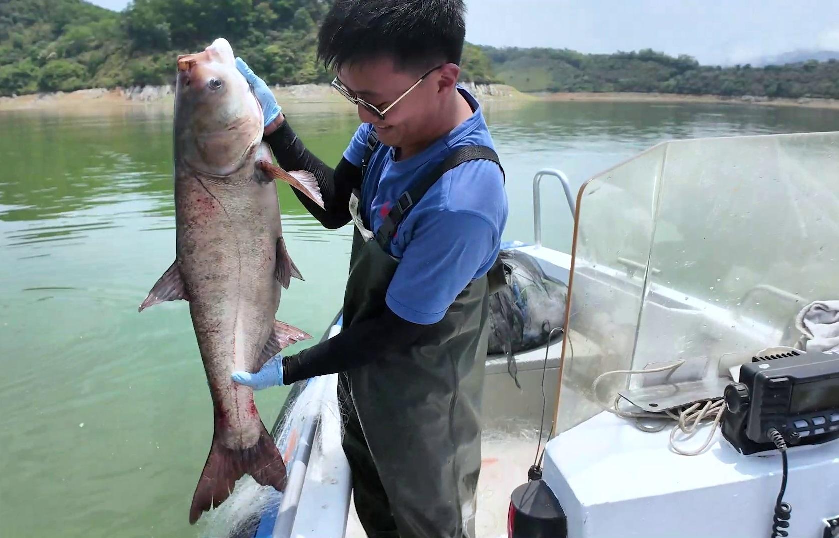 The Water Supplies Department is organising the Good Water Good Fish Logo Design Competition with the full support of the Agriculture, Fisheries and Conservation Department. The competition aims to promote local fish grown in reservoirs supplied with high-quality Dongjiang water. Members of the public are welcome to submit their entries from today (June 27) until August 31. Photo shows high-quality fish caught from the local Plover Cove Reservoir.