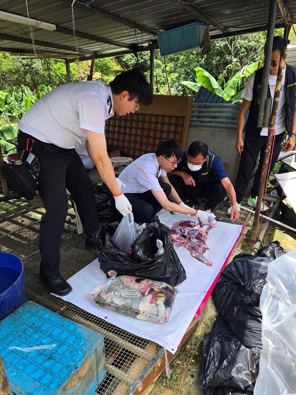 The Food and Environmental Hygiene Department (FEHD) today (July 3) cracked down on an illegal slaughterhouse in Man Kam To, North District. Photo shows FEHD officers sealing some of the goat meat and offal during the operation for further investigation.
