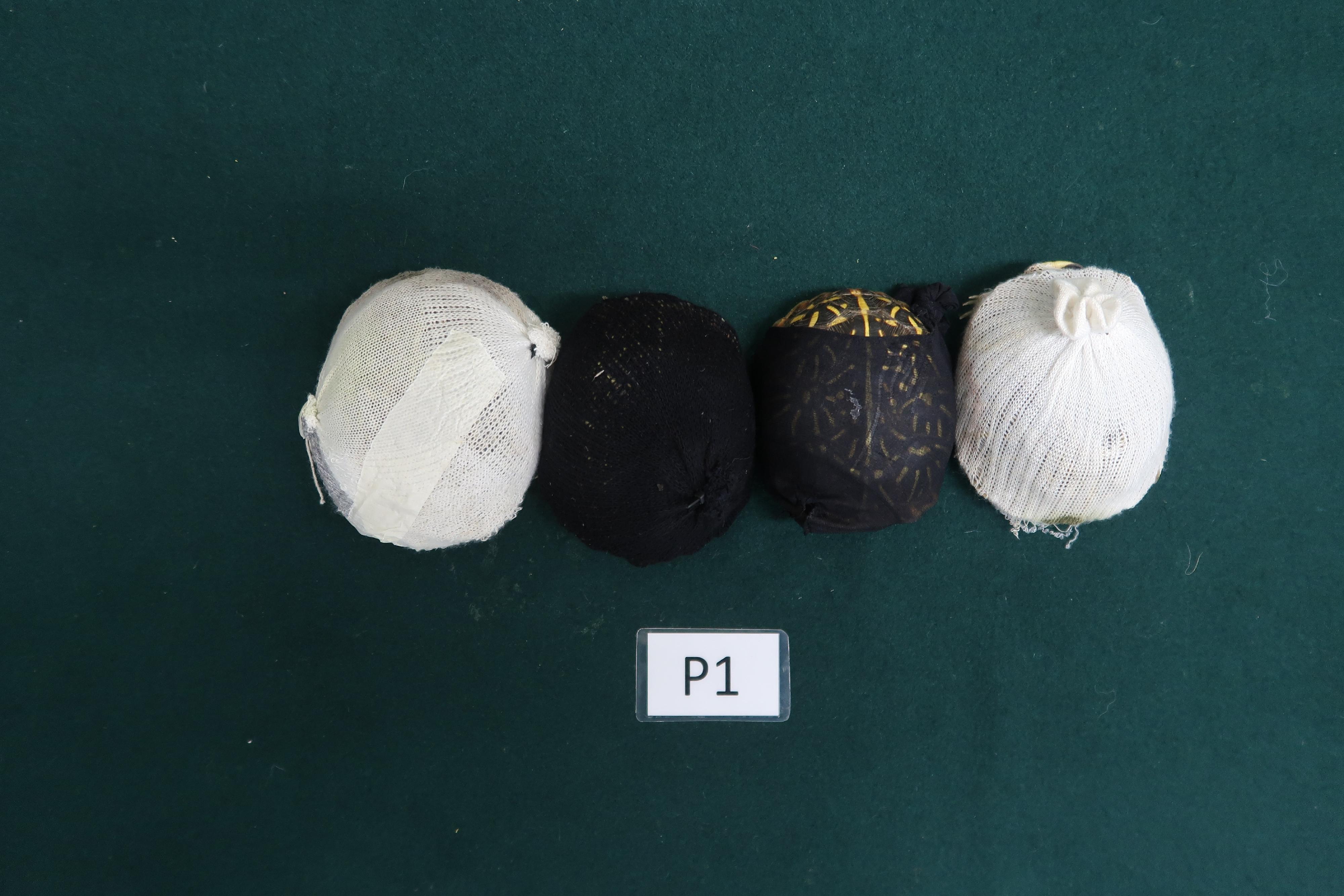 Hong Kong Customs yesterday (July 15) detected a smuggling case involving a passenger at the Shenzhen Bay Control Point and seized four live turtles of a scheduled endangered species with an estimated market value of about $40,000. Photo shows the scheduled endangered live turtles seized.