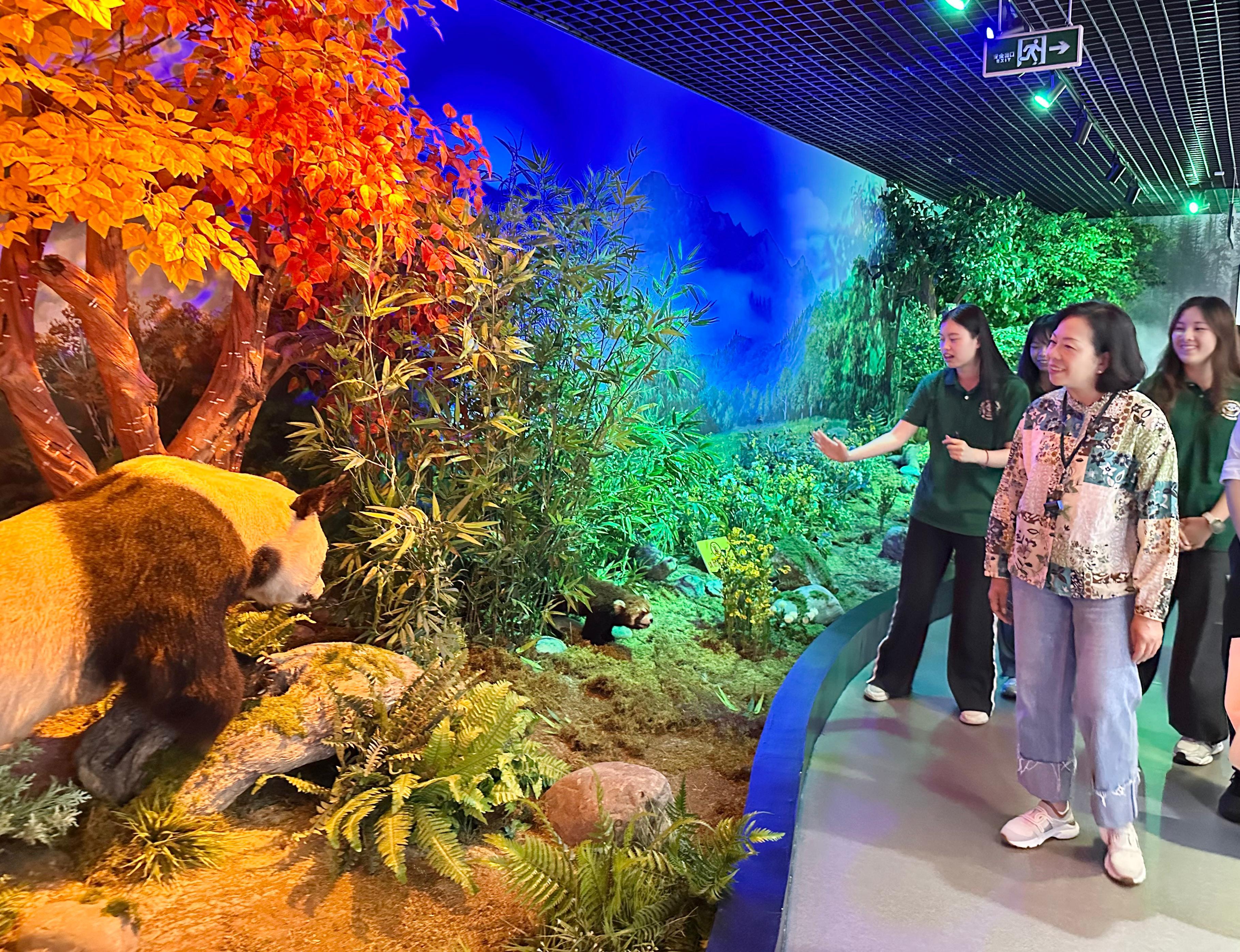 The Secretary for Home and Youth Affairs, Miss Alice Mak, began her visit to Sichuan today (July 17). Photo shows Miss Mak (right) being briefed by Hong Kong youth participating in the Youth Internship Programme at Wolong Region of Giant Panda National Park on nature conservation and the caring and rearing of giant pandas in the Wolong Natural Museum of the Giant Panda National Park.