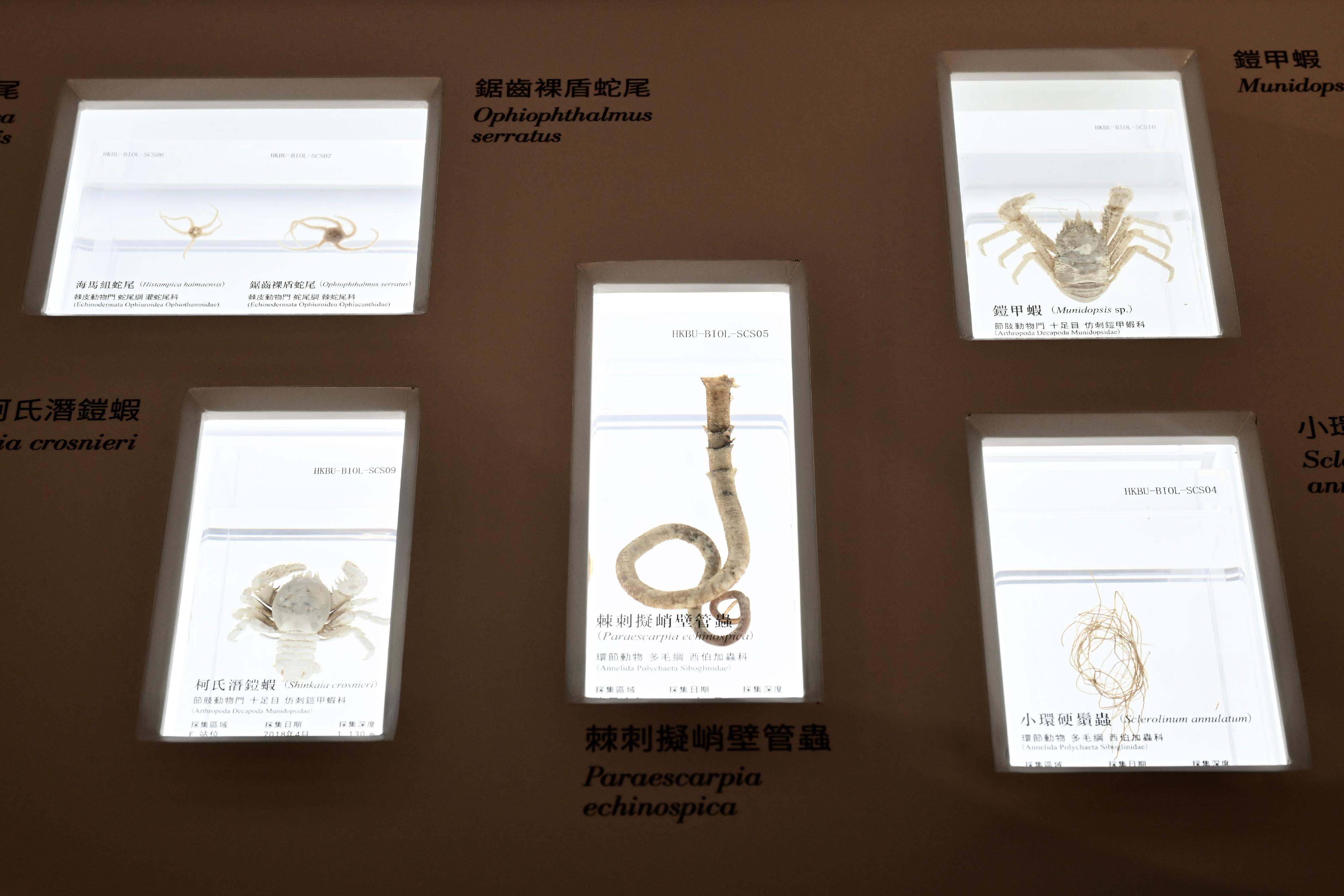 The "Bank of China (Hong Kong) Presents: National Development and Achievements Series – Endless Exploration: The Journey of Chinese Aerospace, Aviation and Navigation" exhibition will be staged at the Hong Kong Science Museum from tomorrow (August 1) until September 7. Photo shows deep-sea cold seep biological specimens collected by Professor Qiu Jianwen of the Hong Kong Baptist University aboard Jiaolong manned submersible.