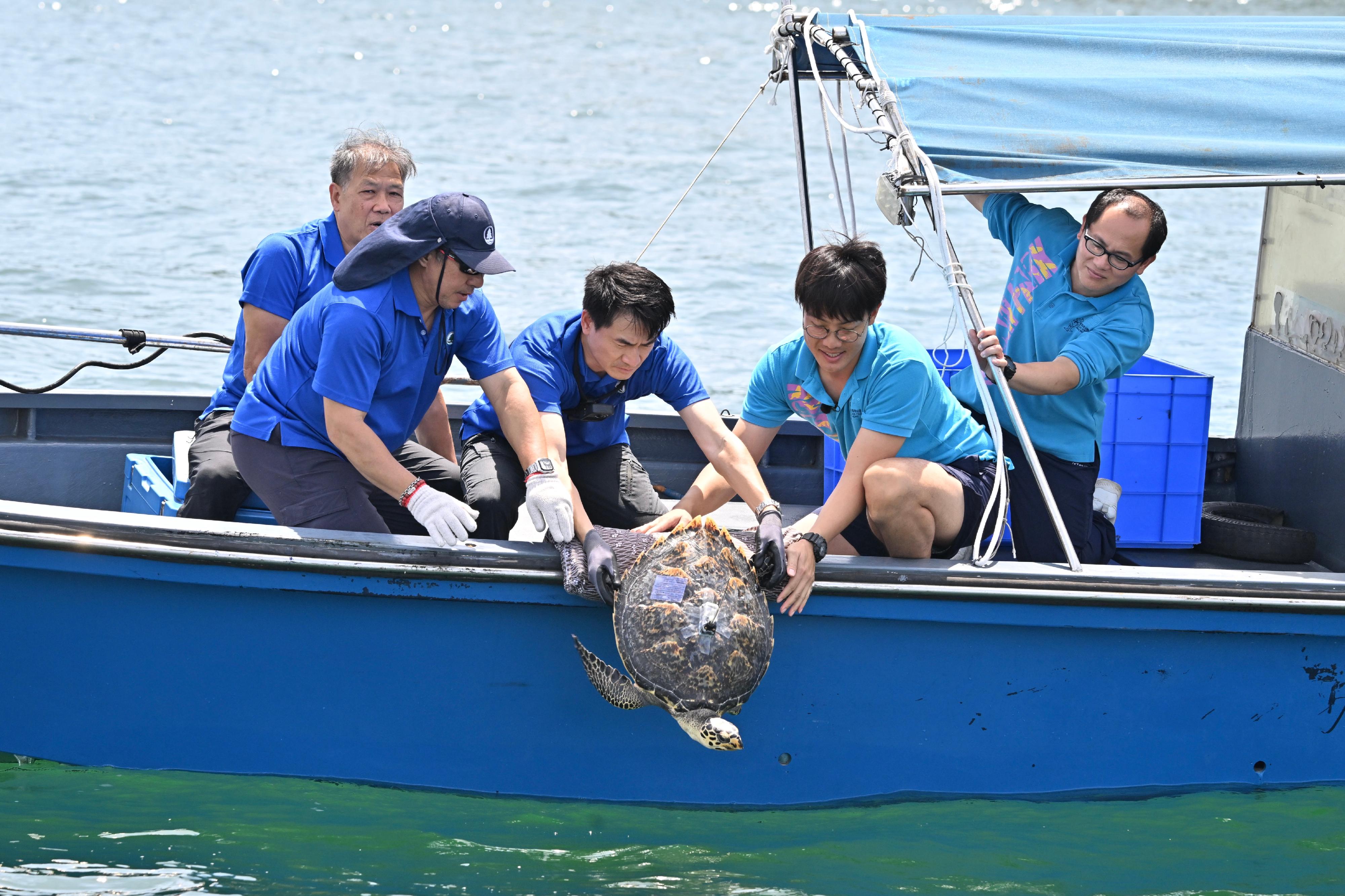 The Agriculture, Fisheries and Conservation Department (AFCD) released a hawksbill turtle into the southern waters of Hong Kong today (August 12). Photo shows the hawksbill turtle, which was rescued by AFCD officers earlier, being released into the sea.