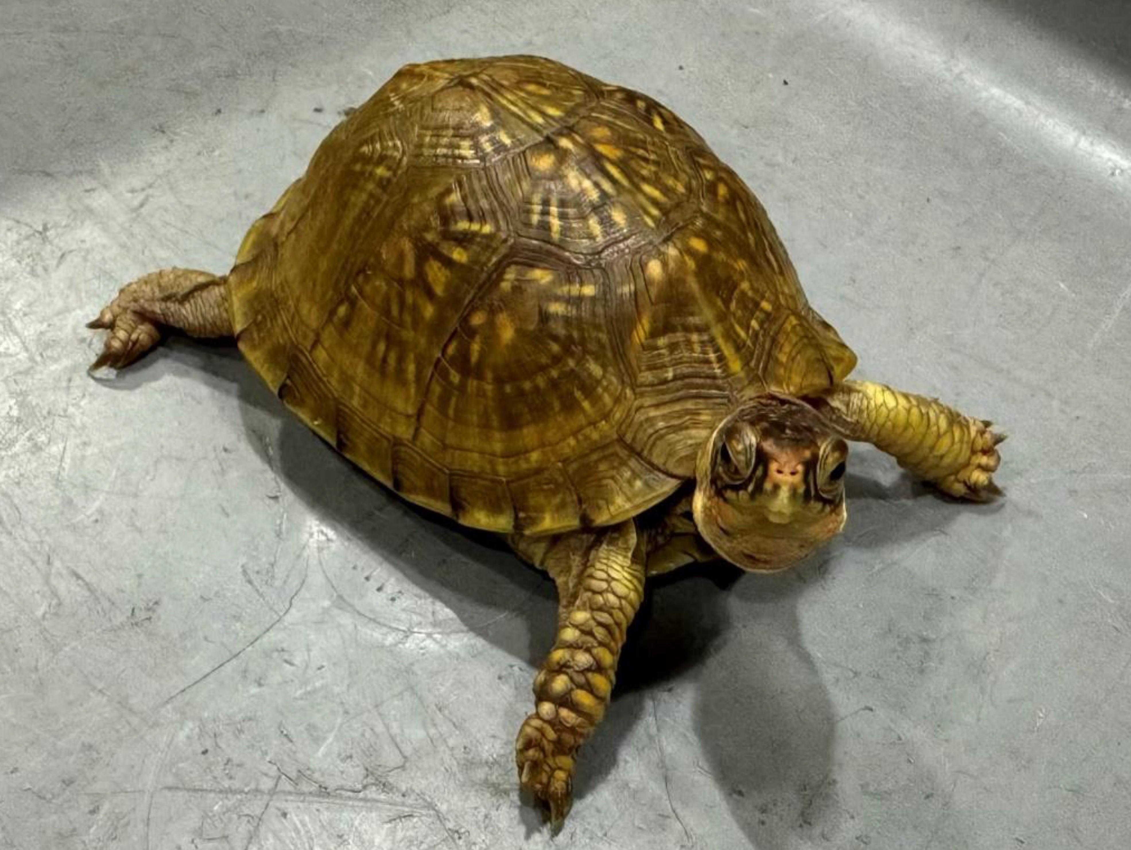 Hong Kong Customs conducted a special operation from July to early August to combat smuggling endangered species through importation of air cargo. During the operation, Customs seized 419 suspected endangered live tortoises and 1,574 suspected endangered live coral, with a total estimated market value of about $4.31 million. Photo shows a suspected endangered live tortoise seized.