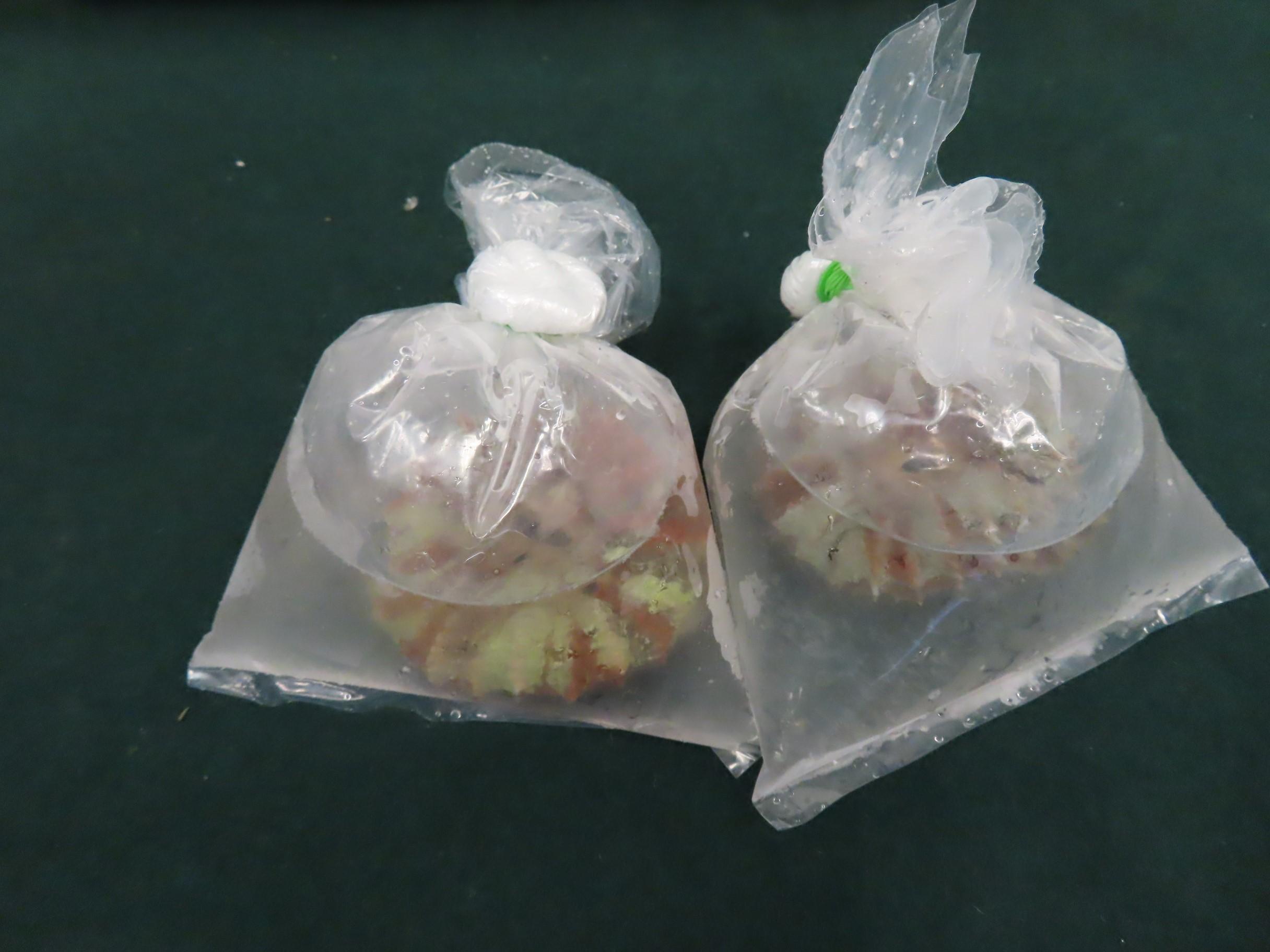 Hong Kong Customs conducted a special operation from July to early August to combat smuggling endangered species through importation of air cargo. During the operation, Customs seized 419 suspected endangered live tortoises and 1,574 suspected endangered live coral, with a total estimated market value of about $4.31 million. Photo shows suspected endangered live coral seized.
