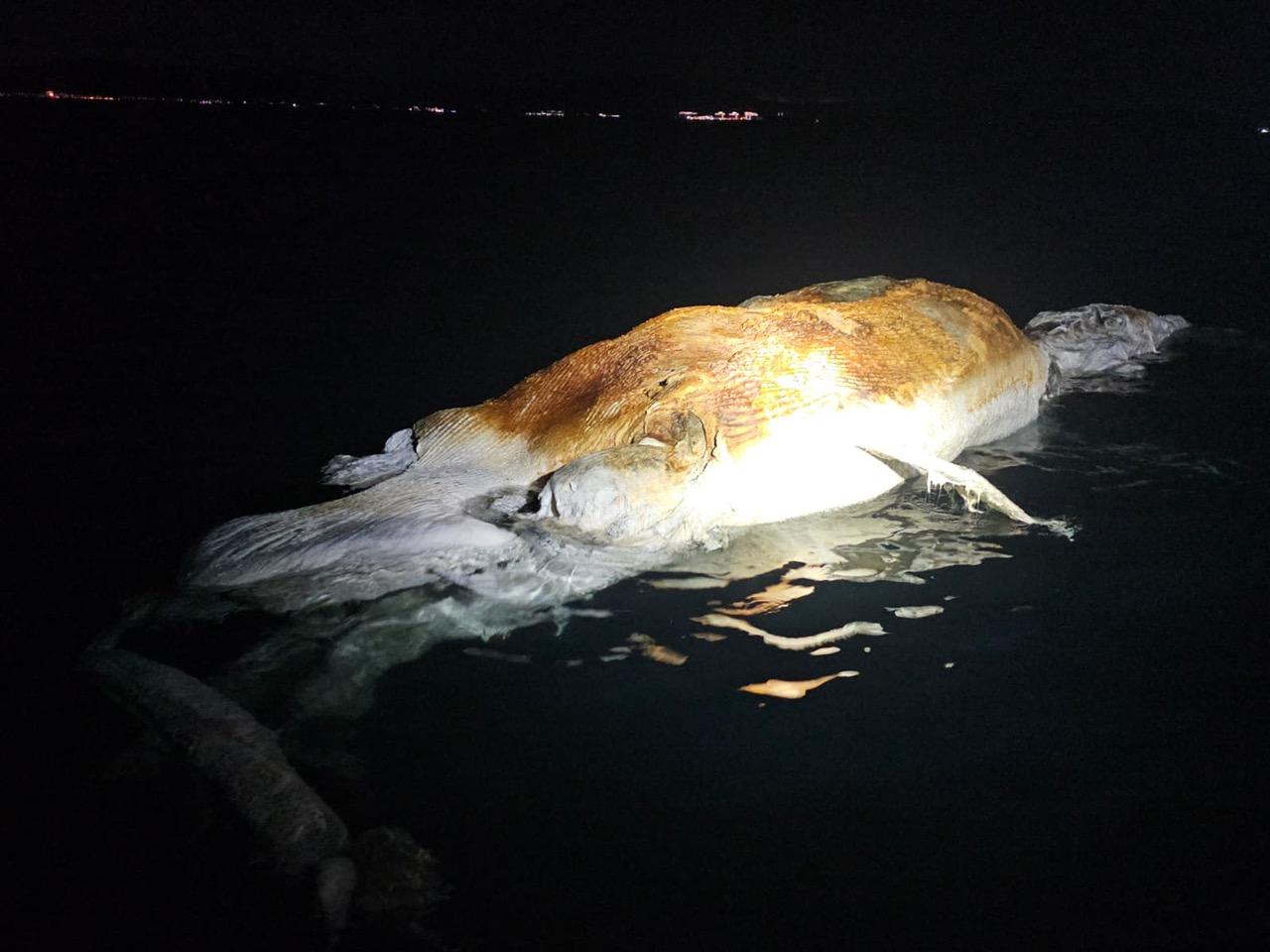The Agriculture, Fisheries and Conservation Department received a police report yesterday evening (September 4) regarding the discovery of a suspected whale carcass in Mirs Bay.