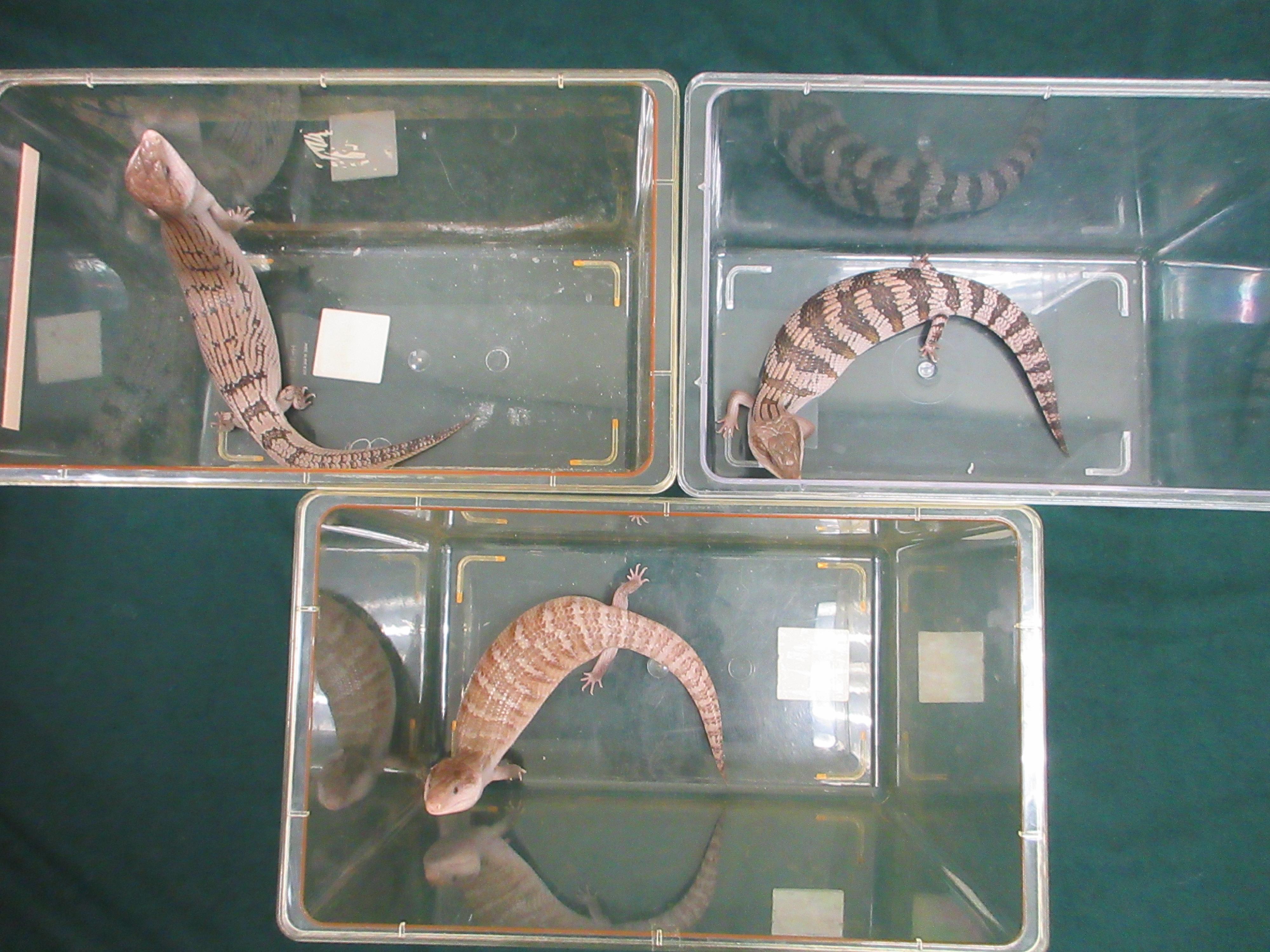 Hong Kong Customs yesterday (September 10) seized three suspected scheduled endangered live lizards at the Lok Ma Chau Spur Line Control Point. Photo shows the suspected scheduled endangered live lizards seized.