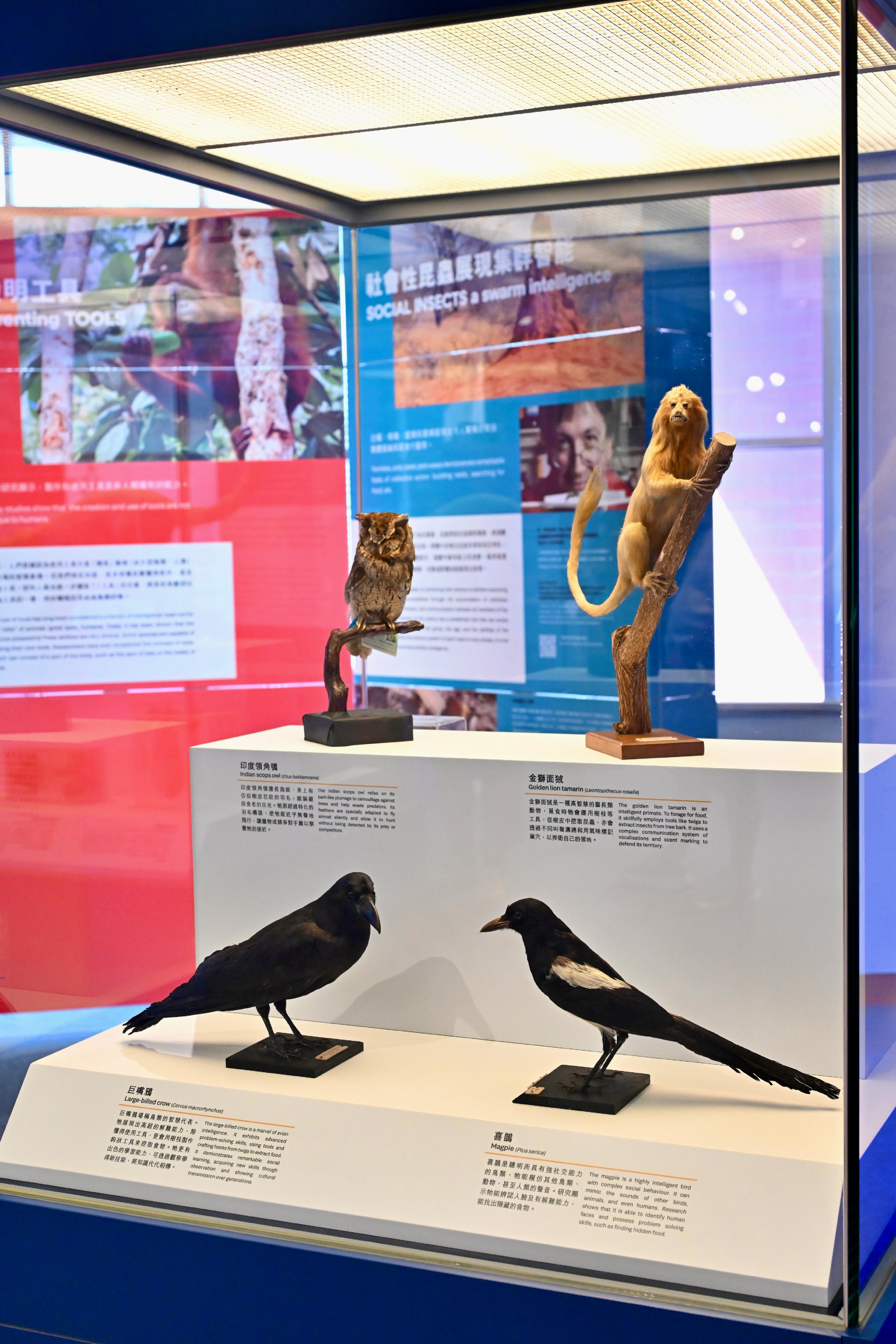 The Science Promotion Unit of the Hong Kong Science Museum is collaborating with the Consulate General of France in Hong Kong and Macau to launch the "Intelligences - Different by Nature" exhibition from tomorrow (October 3) to October 29. The exhibition showcases the vast spectrum of intelligence across species and explores the uniqueness of humanity and the development of AI. Photo shows animal specimens at the gallery.