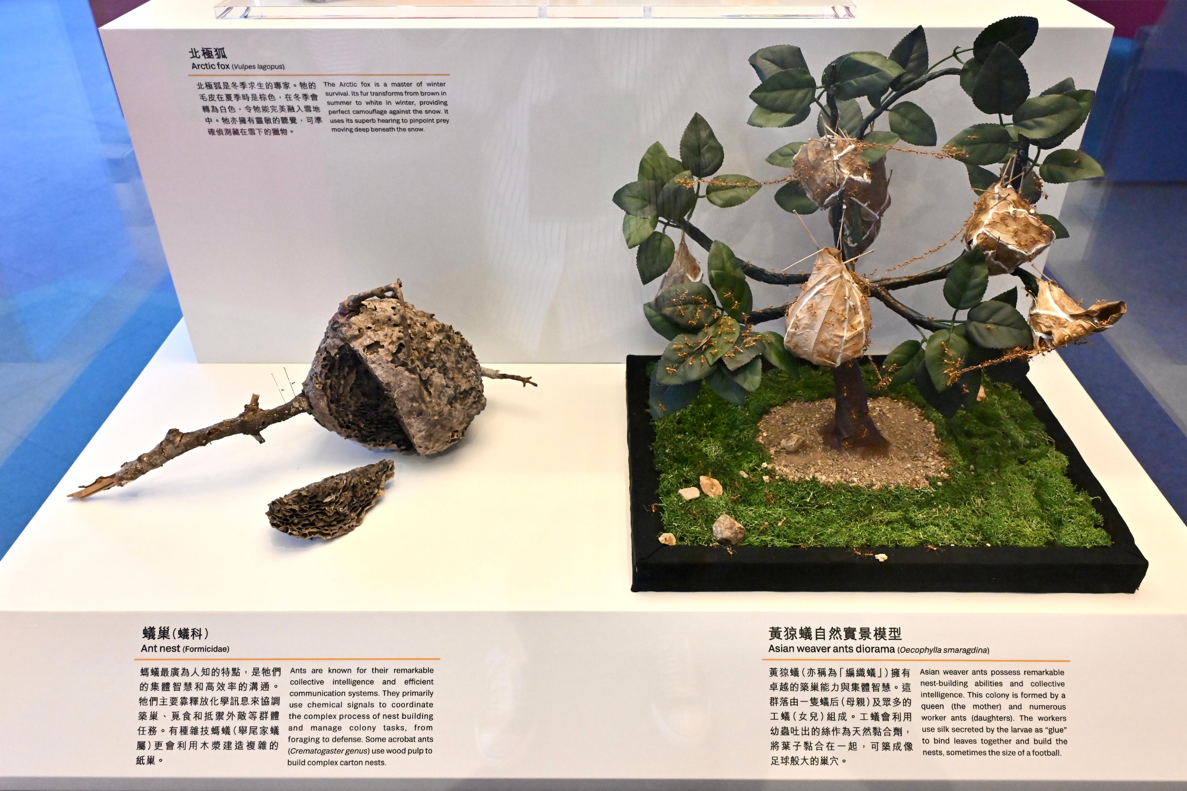 香港科學館科學推廣組與法國駐港澳總領事館合作，於明日（十月三日）至十月二十九日推出「智能——萬物有靈」展覽，介紹智慧在物種間的多樣性，並探索人類的獨特性及人工智能的發展。圖示蟻巢標本（左）和黃猄蟻自然實景模型（右）。