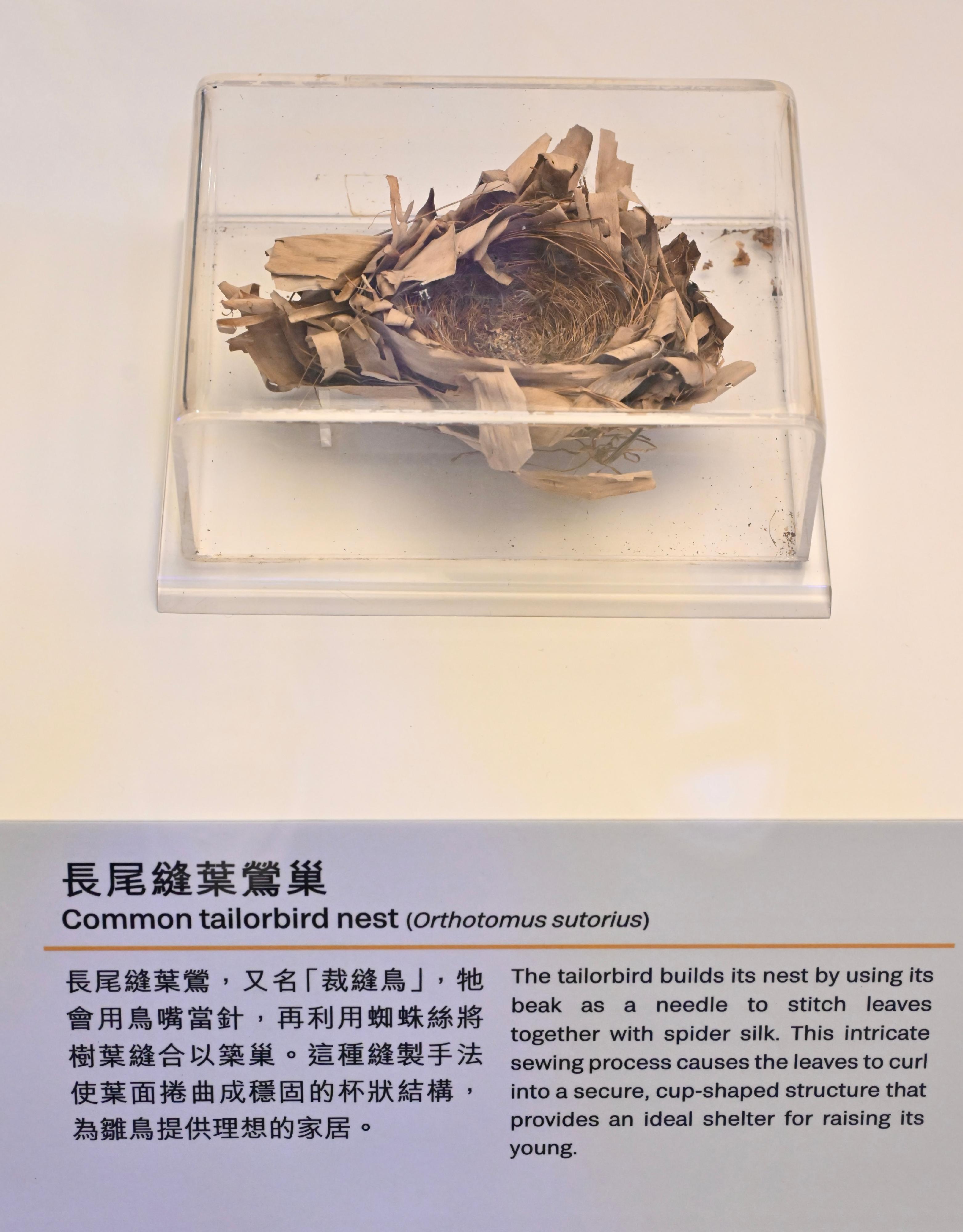 香港科學館科學推廣組與法國駐港澳總領事館合作，於明日（十月三日）至十月二十九日推出「智能——萬物有靈」展覽，介紹智慧在物種間的多樣性，並探索人類的獨特性及人工智能的發展。圖示長尾縫葉鶯巢。