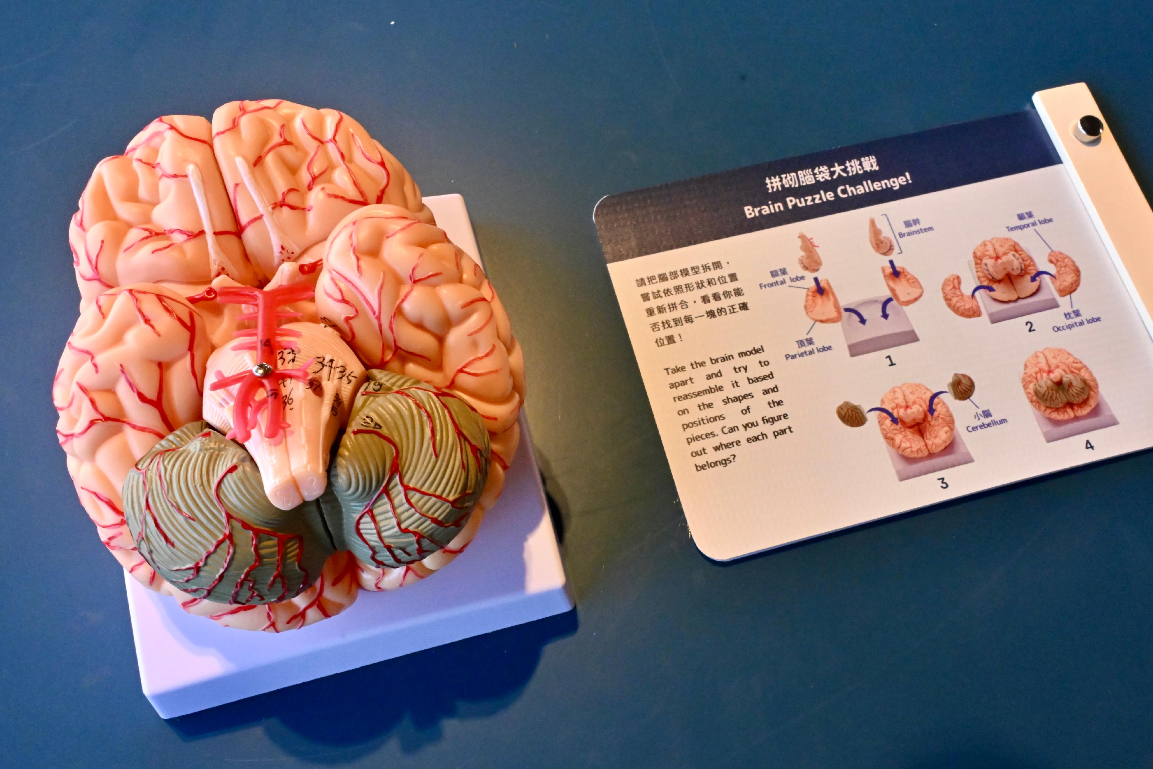 香港科學館科學推廣組與法國駐港澳總領事館合作，於明日（十月三日）至十月二十九日推出「智能——萬物有靈」展覽，介紹智慧在物種間的多樣性，並探索人類的獨特性及人工智能的發展。參觀者可以拼砌腦部模型，了解大腦不同區域的功用。