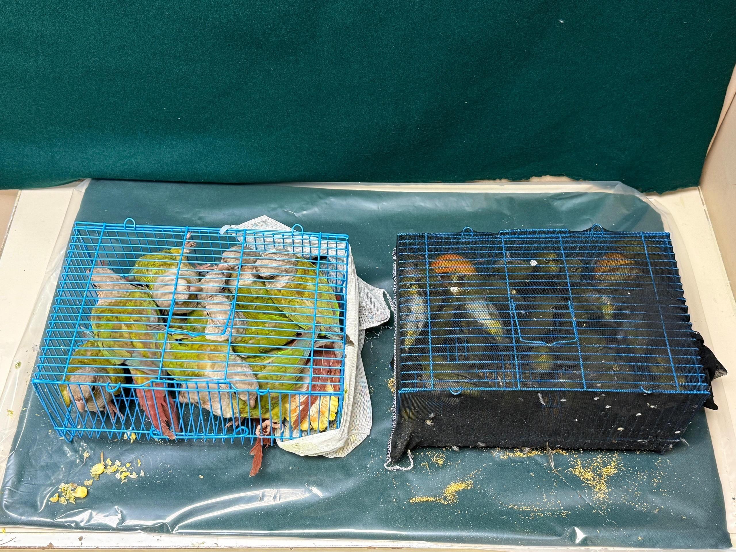 Hong Kong Customs yesterday (October 9) seized 10 suspected scheduled endangered live parrots and 43 live birds with a total estimated market value of about $11,000 at the Lo Wu Control Point. Photo shows the live parrots and birds seized.