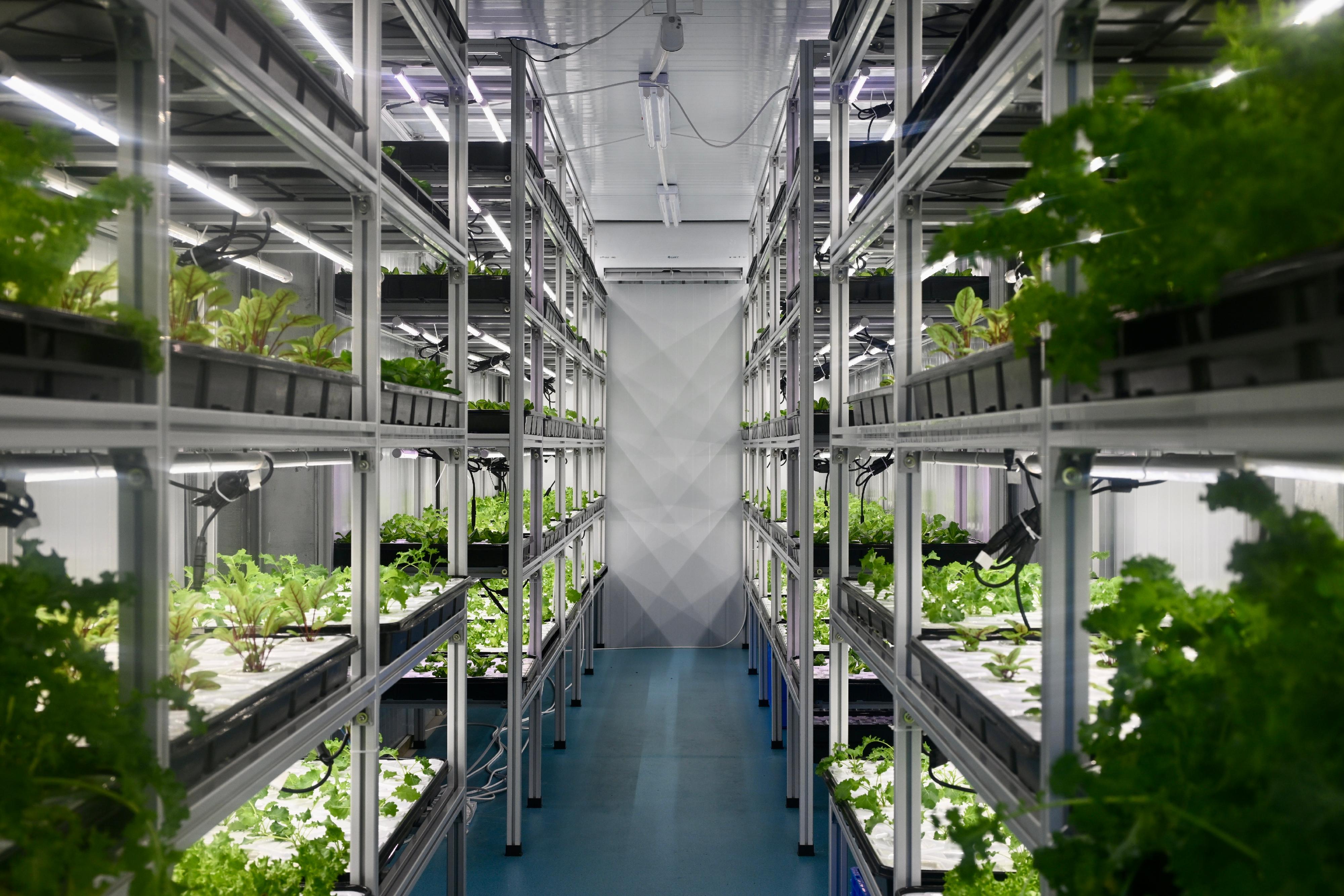 The Urban Farm located in Ma On Shan Sai Sha Road Garden adopts advanced indoor cultivation systems to carry out "multi-layer farming", producing local vegetables and fruits based on market demand, while providing modern farming experience for the public. Photo shows an indoor cultivation system inside the farm.