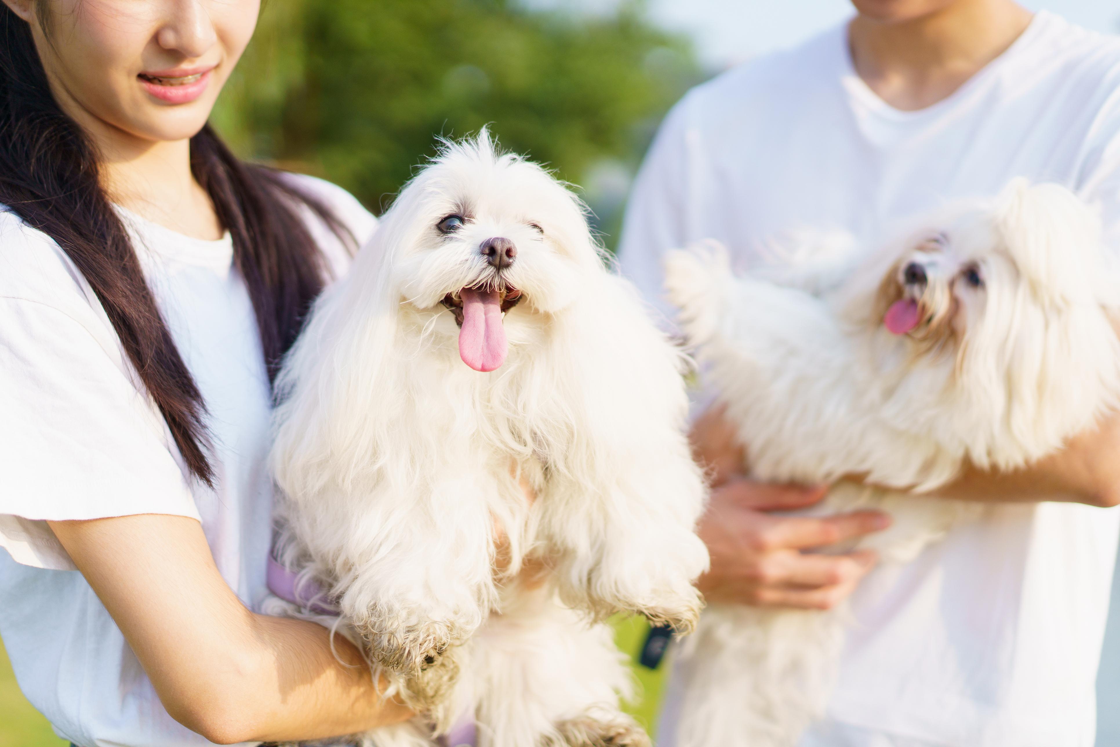 The Office of The Ombudsman today (October 17) announced the launch of a full investigation into the procedures and mechanisms currently employed by the Agriculture, Fisheries and Conservation Department in handling dog licence applications and renewals.