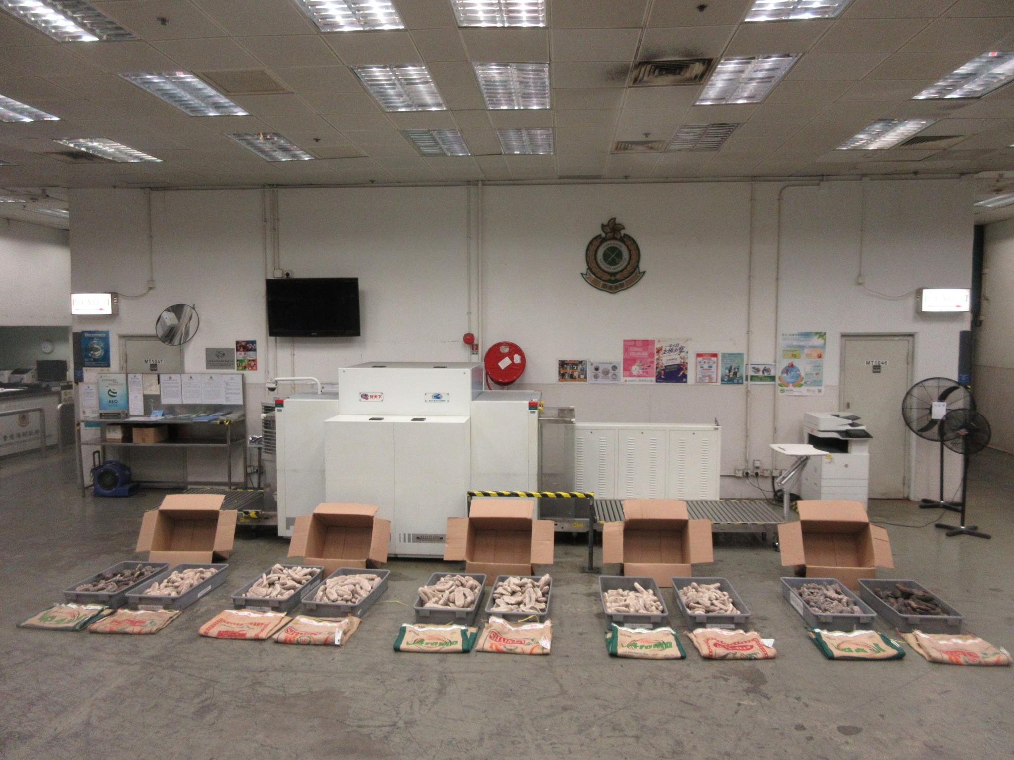 Hong Kong Customs on October 18 detected an air freight smuggling case of suspected scheduled endangered species and seized about 202 kilograms of suspected scheduled sea cucumbers with an estimated market value of about $520,000 at Hong Kong International Airport. Photo shows the  suspected scheduled sea cucumbers seized. 