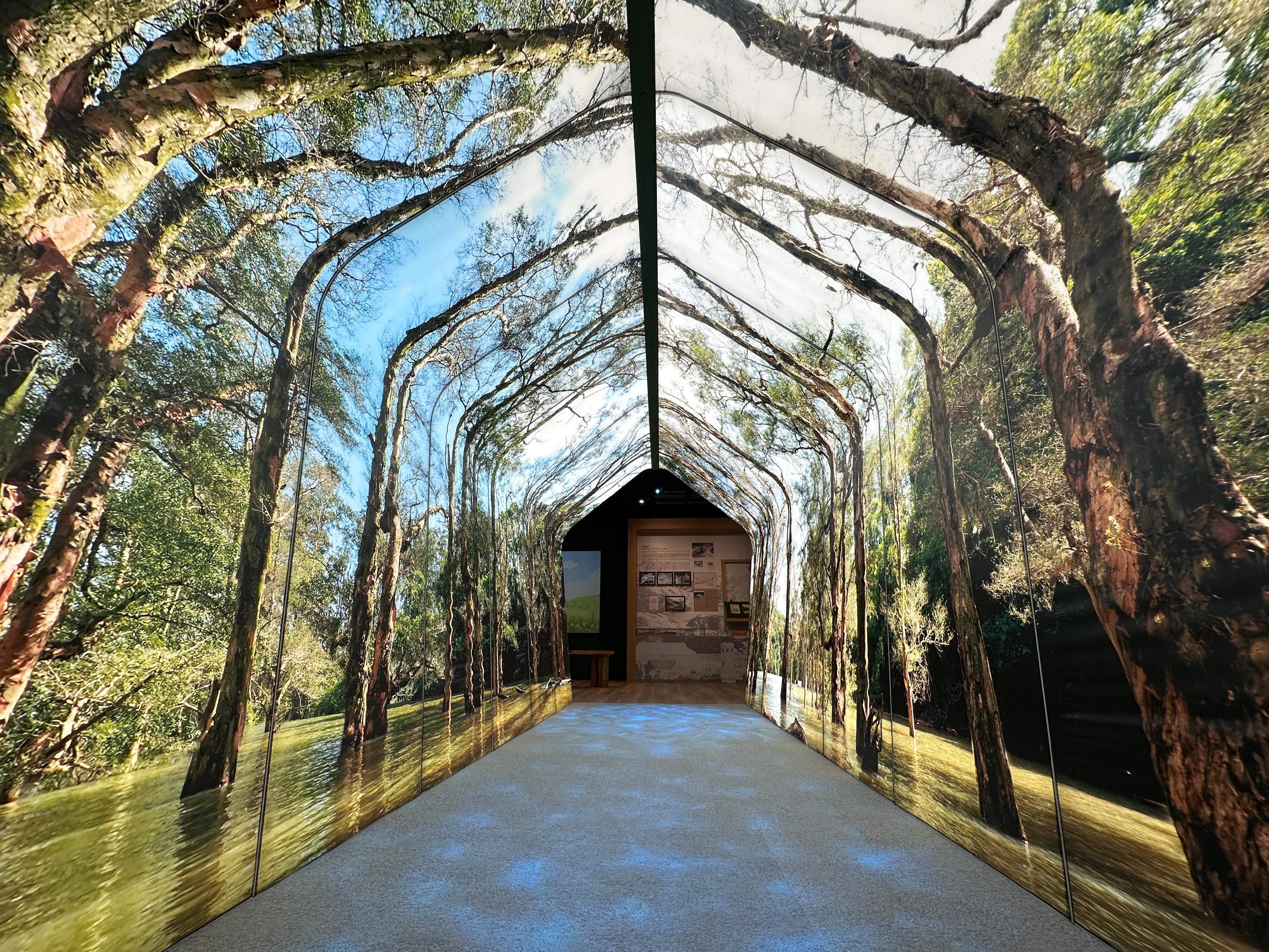 The Shing Mun Country Park Visitor Centre has completed comprehensive renovation works and will reopen tomorrow (November 1). Photo shows the "Flooded Paper-bark Trees" immersive experience zone. 

