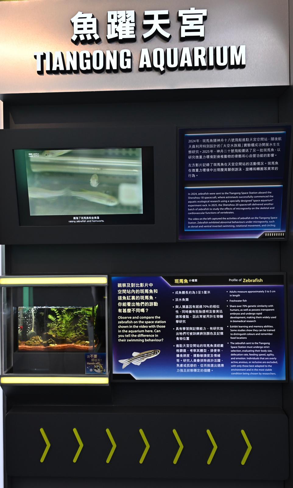 The Hong Kong Space Museum will launch the "A Voyage to Space: China's Manned Space Expedition" exhibition from tomorrow (November 19) to April 27 next year, introducing the scientific experiments conducted on the Tiangong Space Station, including the zebrafish experiments.