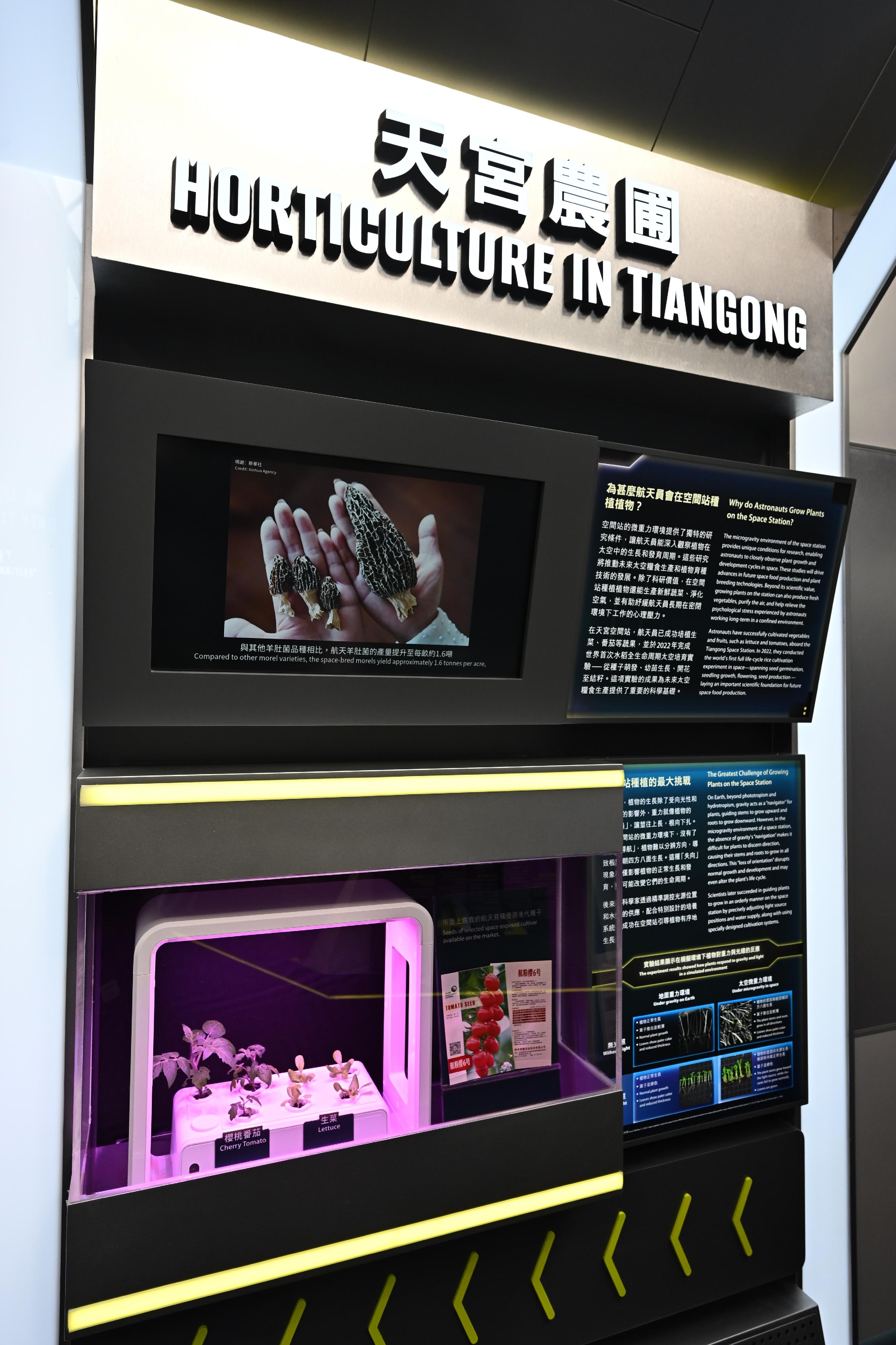 The Hong Kong Space Museum will launch the "A Voyage to Space: China's Manned Space Expedition" exhibition from tomorrow (November 19) to April 27 next year, introducing the scientific experiments conducted on the Tiangong Space Station, including how to cultivating plants in the space station's weightless environment.
