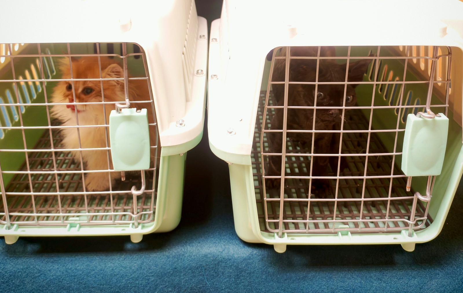Hong Kong Customs yesterday (November 21) detected a suspected case of illegal importing of animals at the Lo Wu Control Point. Two suspected illegally imported kittens with an estimated market value of about $20,000 were seized. Photo shows the suspected illegally imported kittens seized.
