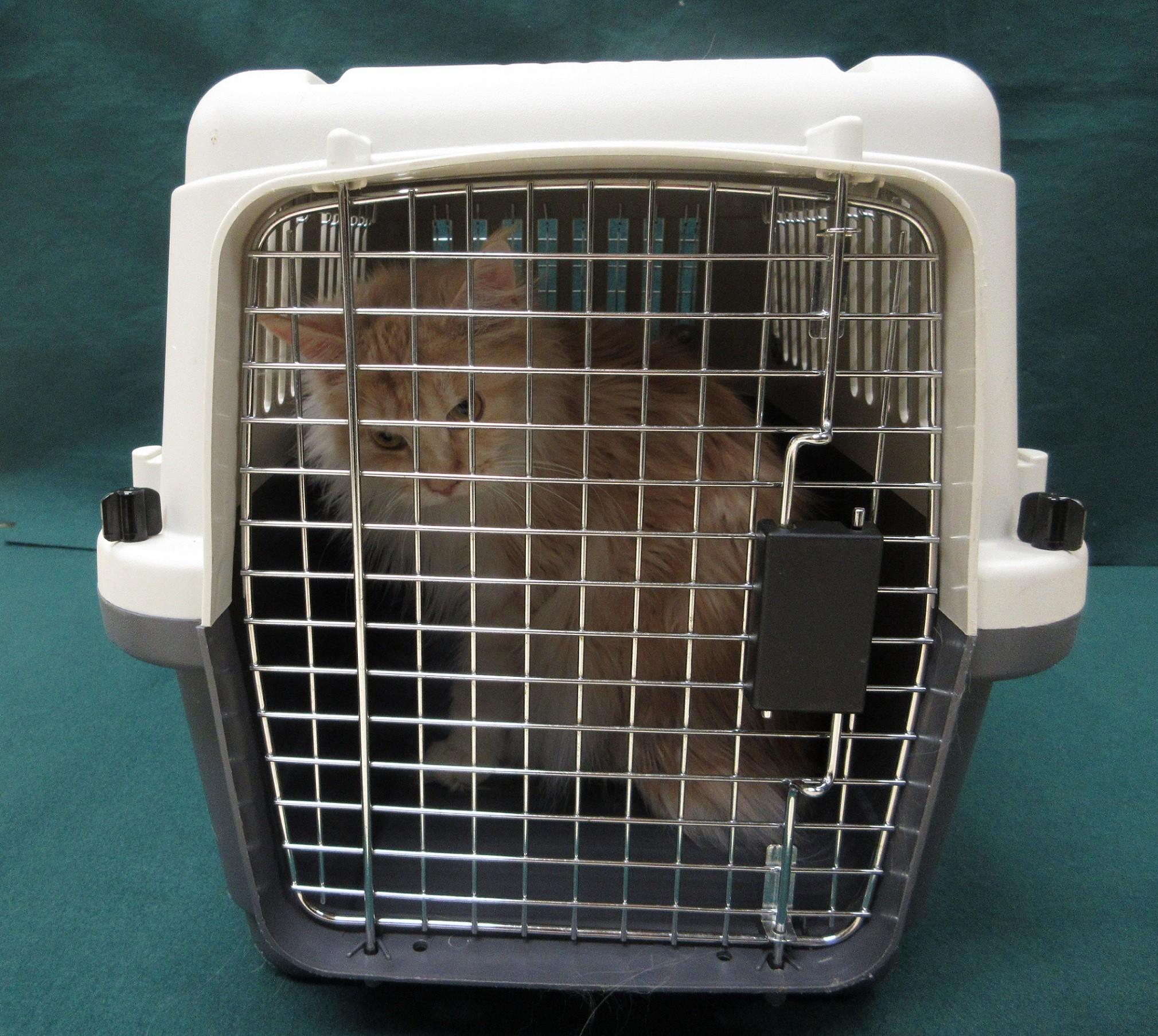 香港海關今昨日（十一月二十三日）在羅湖管制站偵破一宗非法進口動物的案件，檢獲一隻懷疑非法進口貓，估計市值約二萬元。圖示檢獲的懷疑非法進口貓。

