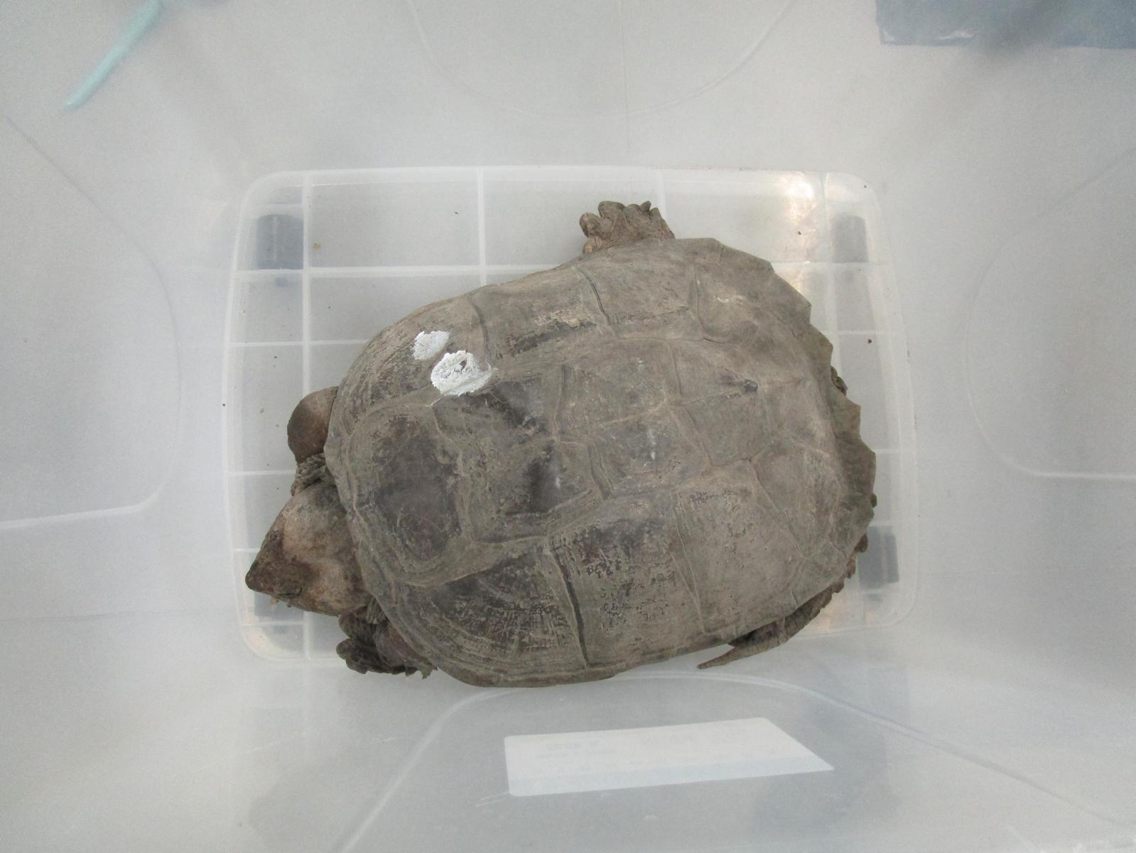 Hong Kong Customs detected a smuggling case on December 5 involving a cross-boundary private car at the Hong Kong-Zhuhai-Macao Bridge Hong Kong Port and seized 42 live turtles of suspected scheduled endangered species, with a total estimated value of about $420,000. Photo shows the live turtles of suspected scheduled endangered species seized.
