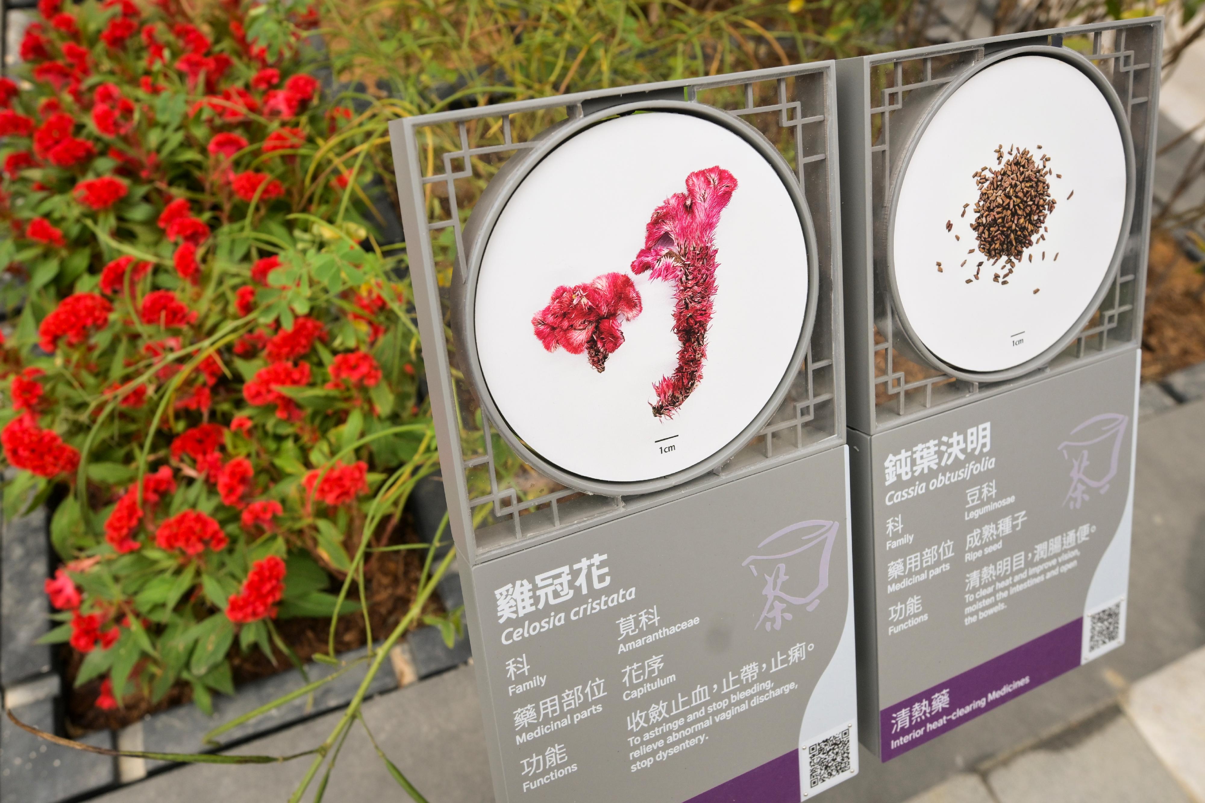 The permanent premises of the Government Chinese Medicines Testing Institute under the Department of Health will commence phased operations tomorrow (December 11). Photo shows the outdoor medicinal plant garden, the Shennong Herbal Garden.