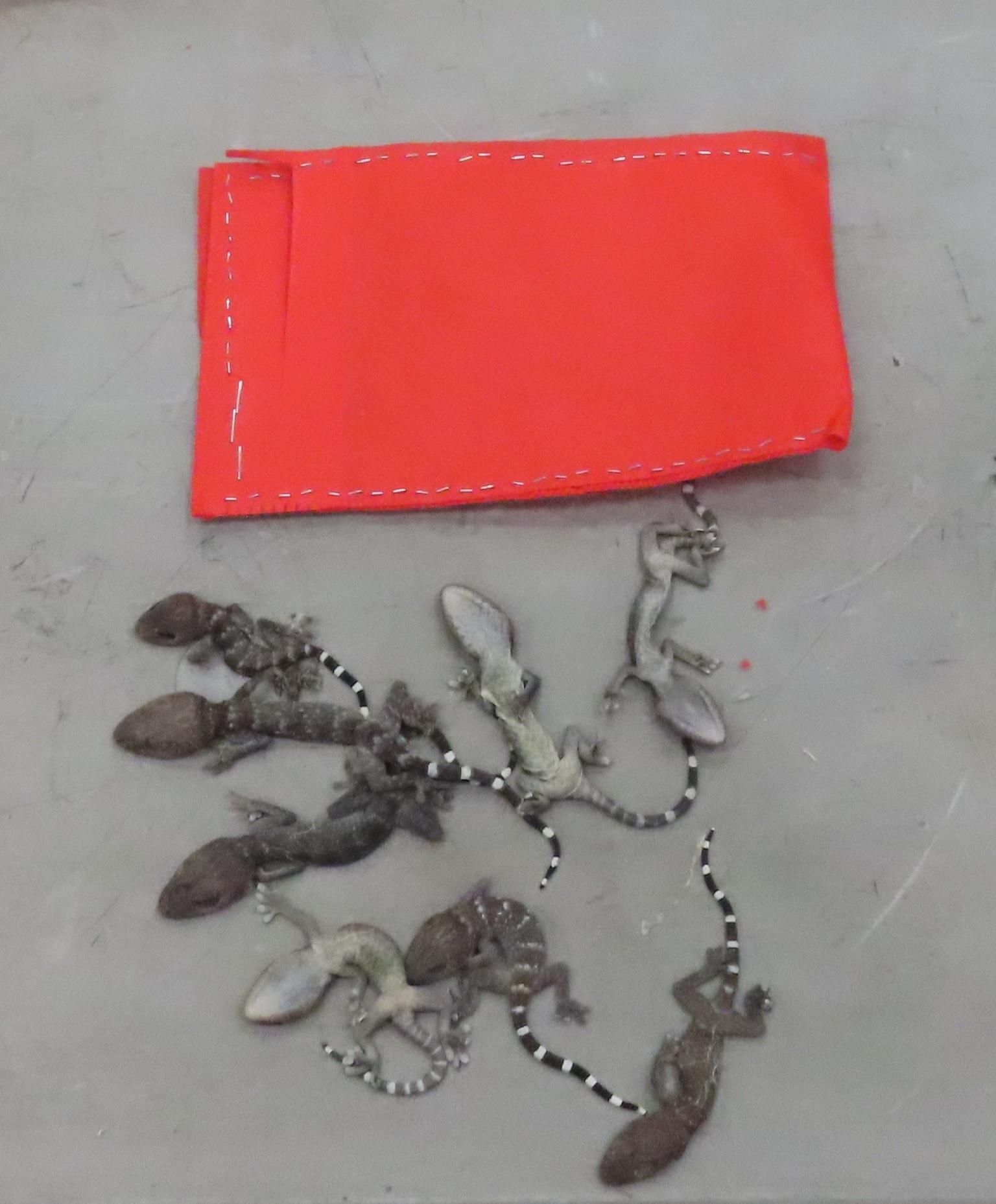 Hong Kong Customs yesterday (December 9) seized 34 suspected scheduled endangered live lizards with an estimated market value of about $20,400 at Hong Kong International Airport. Photo shows some of the suspected scheduled endangered live lizards seized.