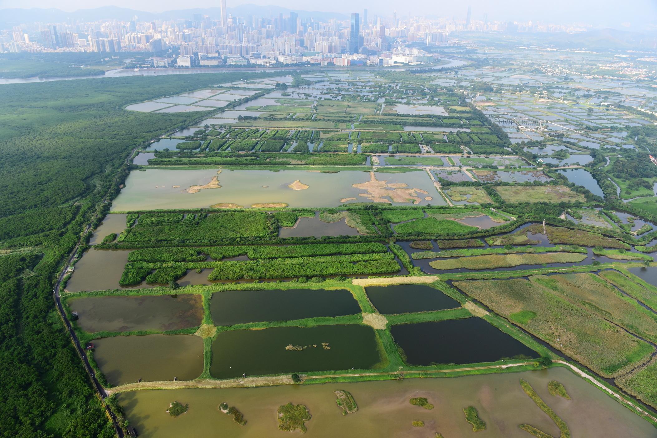 The Memorandum of Understanding (MOU) on the conservation of migratory waterbirds signed between the Agriculture, Fisheries and Conservation Department and the Shanghai Municipal Forestry Bureau came into effect on December 9. The MOU marks the official establishment of the Mai Po Inner Deep Bay Ramsar Site in Hong Kong and the Chongming Dongtan National Nature Reserve in Shanghai as sister wetlands under the East Asian-Australasian Flyway Partnership Flyway Site Network. Photo shows the Mai Po Inner Deep Bay Ramsar Site in Hong Kong.