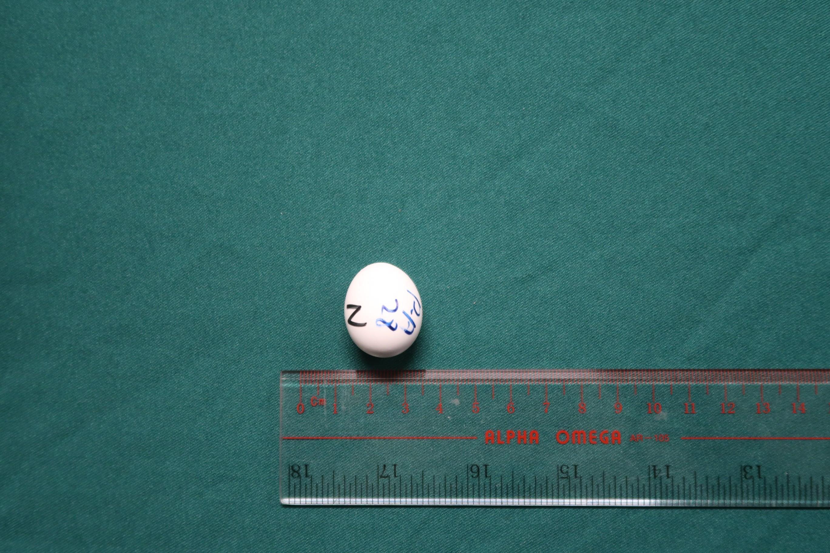 Hong Kong Customs yesterday (December 12) seized 714 eggs of suspected scheduled endangered bird species, with an estimated market value of about $10 million, at Hong Kong International Airport. Photo shows one of the suspected scheduled endangered bird eggs seized.