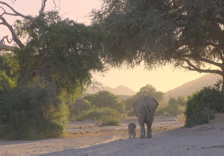 香港太空館天象廳今日(十二月十五日)起至二○二六年九月十四日,推出全新球幕電影《沙漠小象走天涯》。在非洲象群中,母女結連格外穩固。母象會持續哺乳小象女長達七年,即使斷奶後,小象女仍會終生陪伴母象。