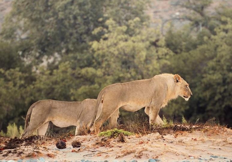 香港太空館天象廳今日(十二月十五日)起至二○二六年九月十四日,推出全新球幕電影《沙漠小象走天涯》。沙漠荒原中隱藏危險,獨行的動物特別容易受襲。即使體型龐大的非洲象,若遠離群體保護,也可能成為獅群的獵物。