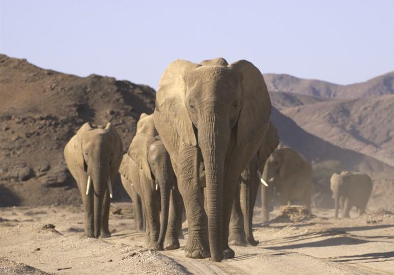The Hong Kong Space Museum is screening a new dome show, "Desert Elephants: The Adventures of Little Foot", at its Space Theatre from today (December 15) until September 14, 2026. Image shows a primarily female desert elephant herd trekking across the Namib Desert in Africa, the oldest desert on Earth.