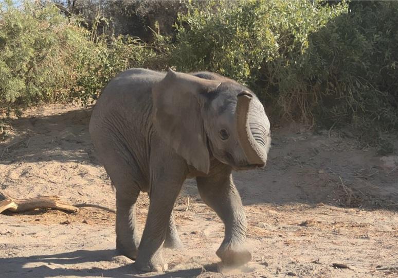 The Hong Kong Space Museum is screening a new dome show, "Desert Elephants: The Adventures of Little Foot", at its Space Theatre from today (December 15) until September 14, 2026. A desert elephant's trunk is a combination of nose and upper lip with over 150 000 muscle bundles, taking nearly a year for a young elephant to fully master it.