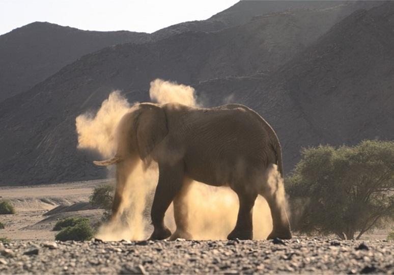 The Hong Kong Space Museum is screening a new dome show, "Desert Elephants: The Adventures of Little Foot", at its Space Theatre from today (December 15) until September 14, 2026. While other elephant species use water to cool down, desert elephants take sand baths for cooling, as sand not only acts as a natural sunscreen but also helps remove parasites from their bodies.