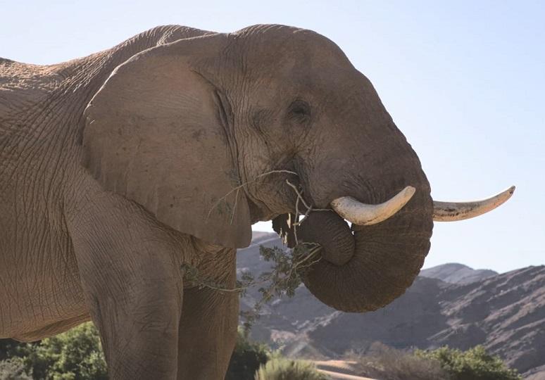 The Hong Kong Space Museum is screening a new dome show, "Desert Elephants: The Adventures of Little Foot", at its Space Theatre from today (December 15) until September 14, 2026. Desert elephants eat virtually everything from plants, from leaves and flowers to branches and dead wood. The protein-rich, sweet seeds of Ana trees are a particular delicacy for desert elephants.