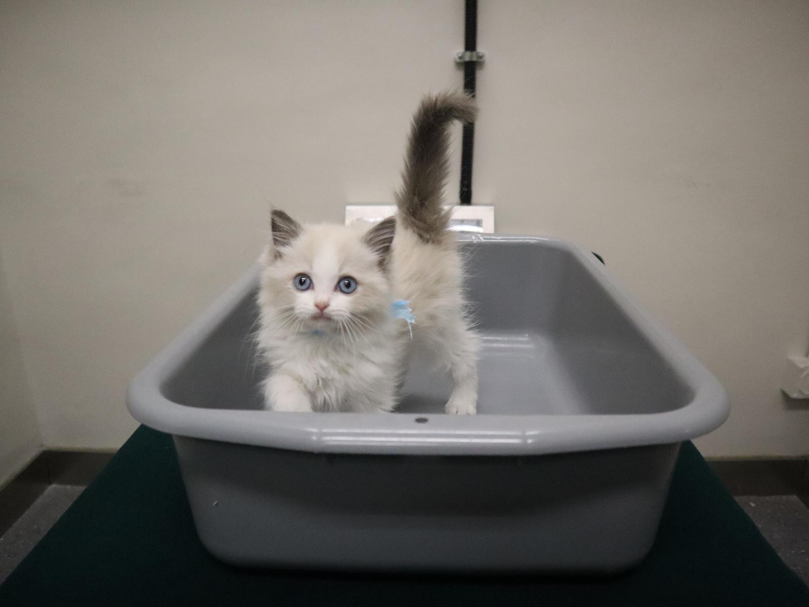 香港海关昨日(十二月十九日)在文锦渡管制站侦破一宗非法进口动物的案件,检获一只怀疑非法进口幼猫,估计市值约一千元。图示检获的怀疑非法进口幼猫。