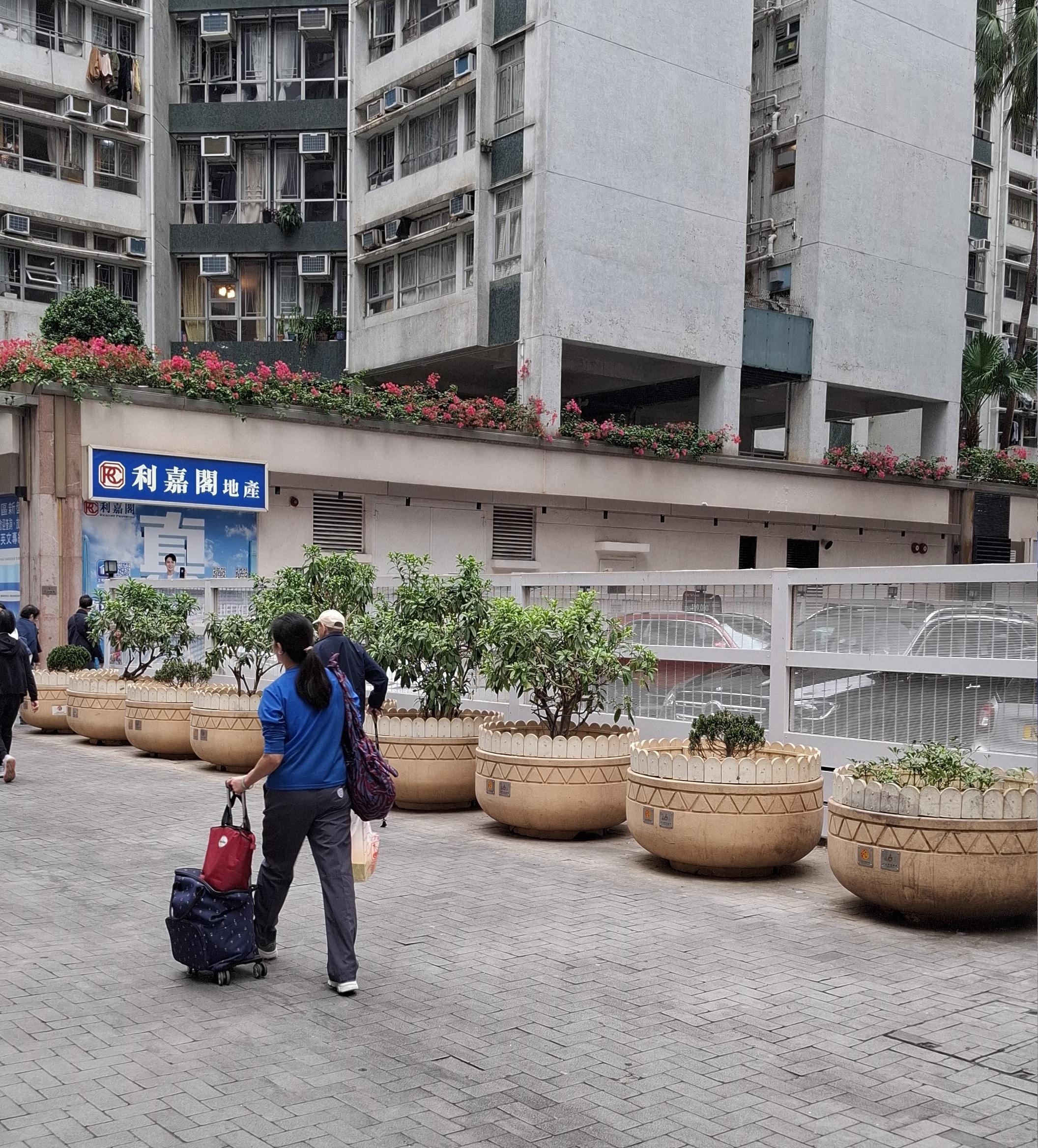 At the 22nd meeting of the interdepartmental Pest Control Steering Committee held today (December 22), the Food and Environmental Hygiene Department reported the latest situation regarding the rodent infestation at Dock Street, Hung Hom, and the ongoing rodent prevention and control work. The Kowloon City District Office has removed the flower pots found to be infested with rodents, to eliminate their hiding places. Photo shows the situation before the removal of the flower pots.