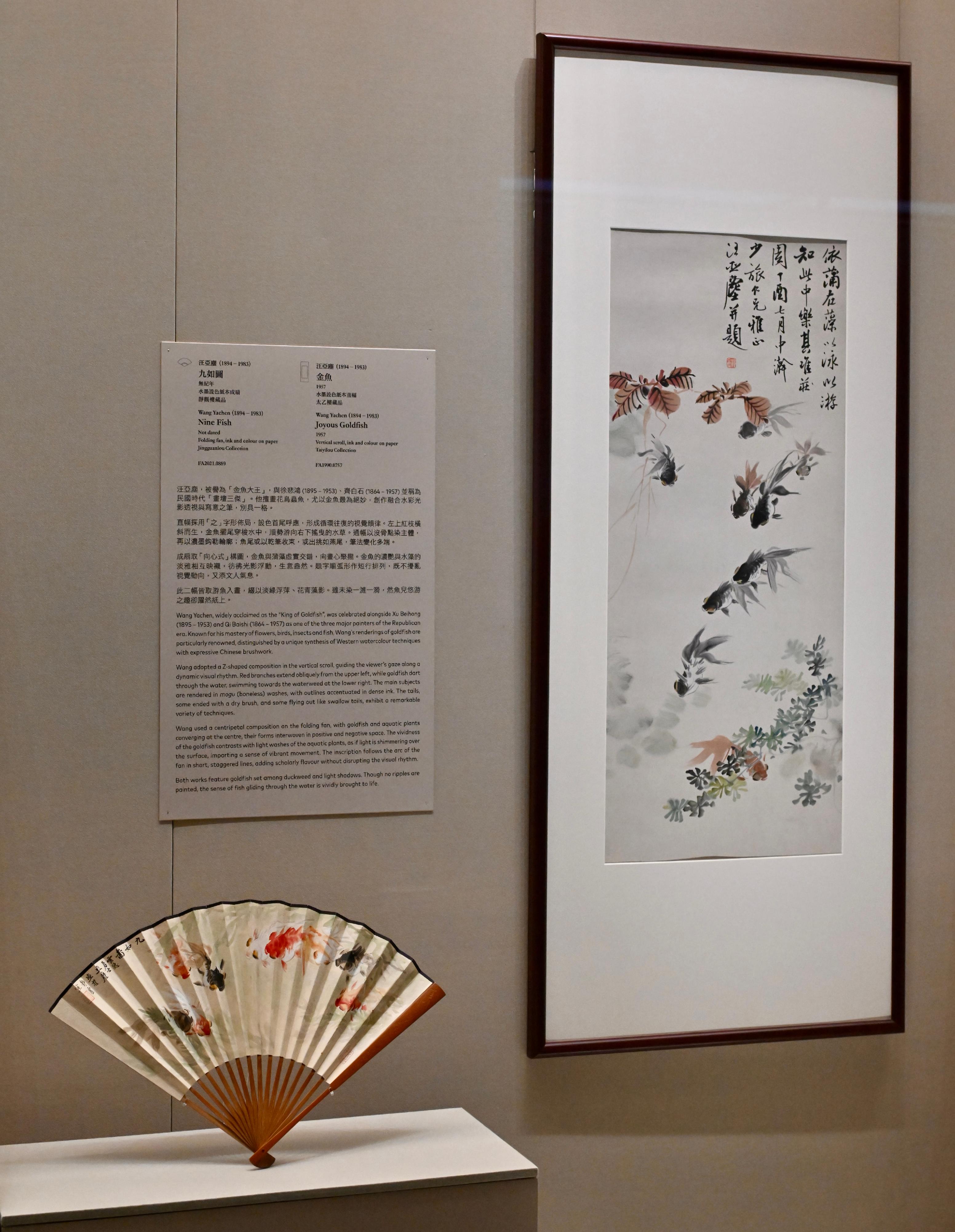 The Hong Kong Museum of Art (HKMoA) today (December 23) stages the "Fantastic Breeze: Selected Fans from the Jingguanlou Collection" exhibition. Photo shows Wang Yachen's vertical scroll painting "Joyous Goldfish" and his fan painting "Nine Fish". 
