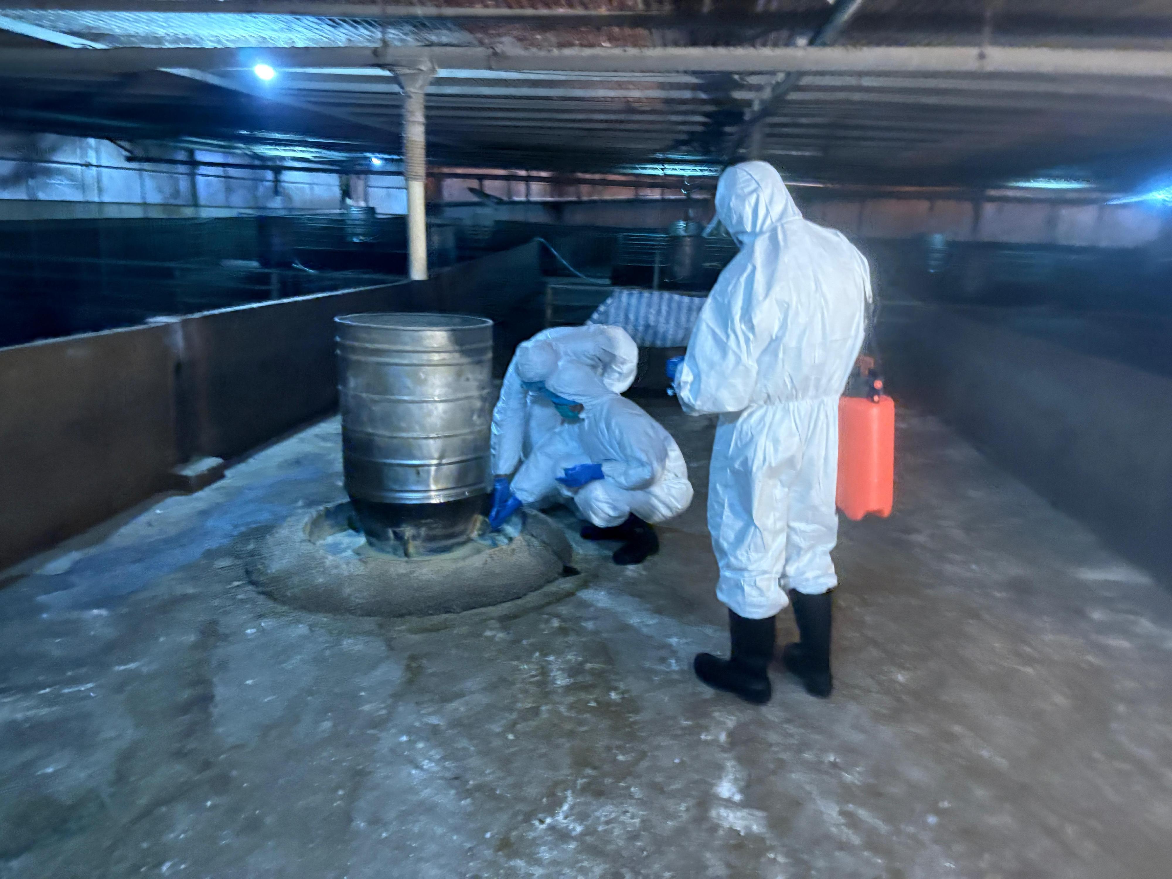 就渔农自然护理署（渔护署）十二月十七日公布，在元朗流浮山一持牌猪场的猪只样本检测出非洲猪瘟病毒的事件。渔护署根据非洲猪瘟应变方案，十二月十九日起展开行动，派员到涉事的持牌猪场销毁及处理所有场内猪只。图示渔护署兽医联同专家到涉事猪场实地视察及调查，并收集环境样本作进一步分析。