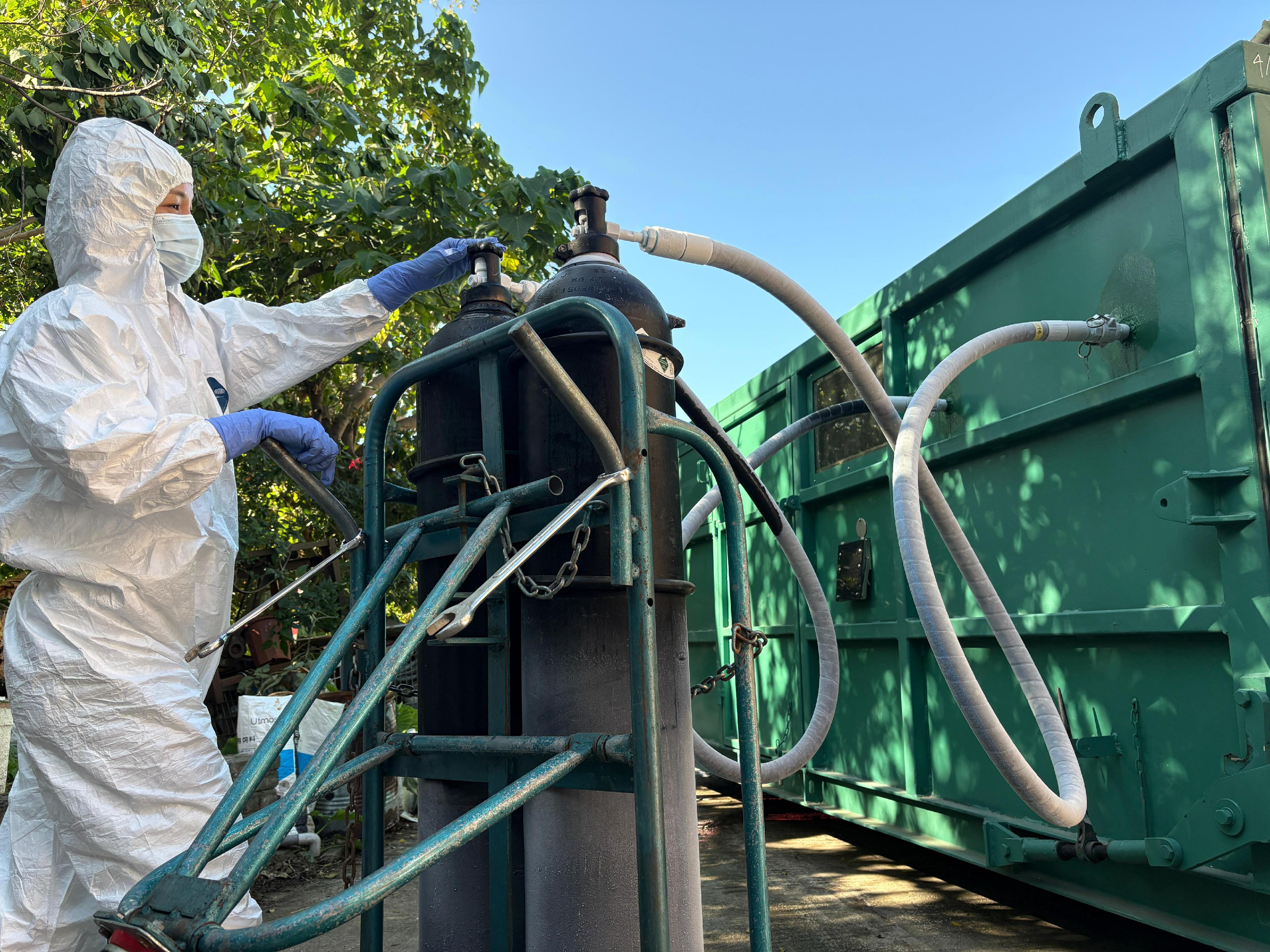 就渔农自然护理署（渔护署）十二月十七日公布，在元朗流浮山一持牌猪场的猪只样本检测出非洲猪瘟病毒的事件。渔护署根据非洲猪瘟应变方案，十二月十九日起展开行动，派员到涉事的持牌猪场销毁及处理所有场内猪只。图示渔护署人员操作二氧化碳气室进行销毁猪只行动。