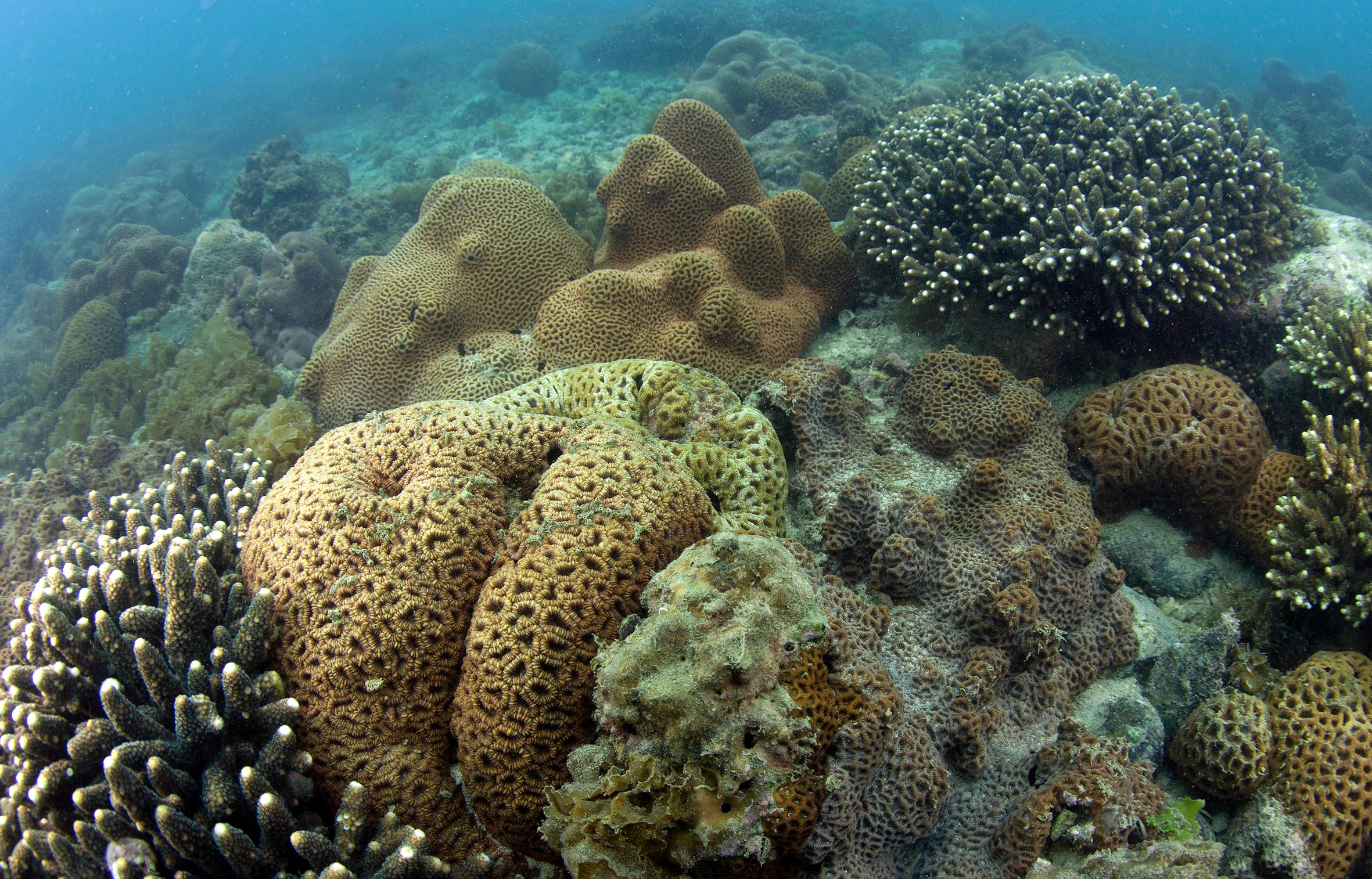 The Ministry of Ecology and Environment announced the fourth batch of national "Beautiful Bays". Hong Kong's Mirs Bay has been selected as an "Outstanding Example of Beautiful Bays" with an excellent overall score. While Hong Kong's waters constitute less than 0.1 per cent of the total marine area of the country, they support around 6 000 marine species, accounting for a quarter of all recorded marine species in the country. Hong Kong is home to over 80 hard coral species, of which 65 species can be found in Tung Ping Chau Marine Park in Mirs Bay. The Agriculture, Fisheries and Conservation Department annually recruits and trains volunteer divers to team up with marine ecologists to conduct coral health surveys.