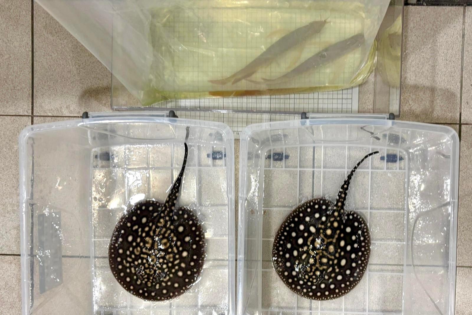 Hong Kong Customs today (December 26) seized a total of four suspected scheduled endangered live arowanas and river stingrays at Lok Ma Chau Spur Line Control Point.  Photo shows the suspected live arowanas and suspected live river stingrays seized.