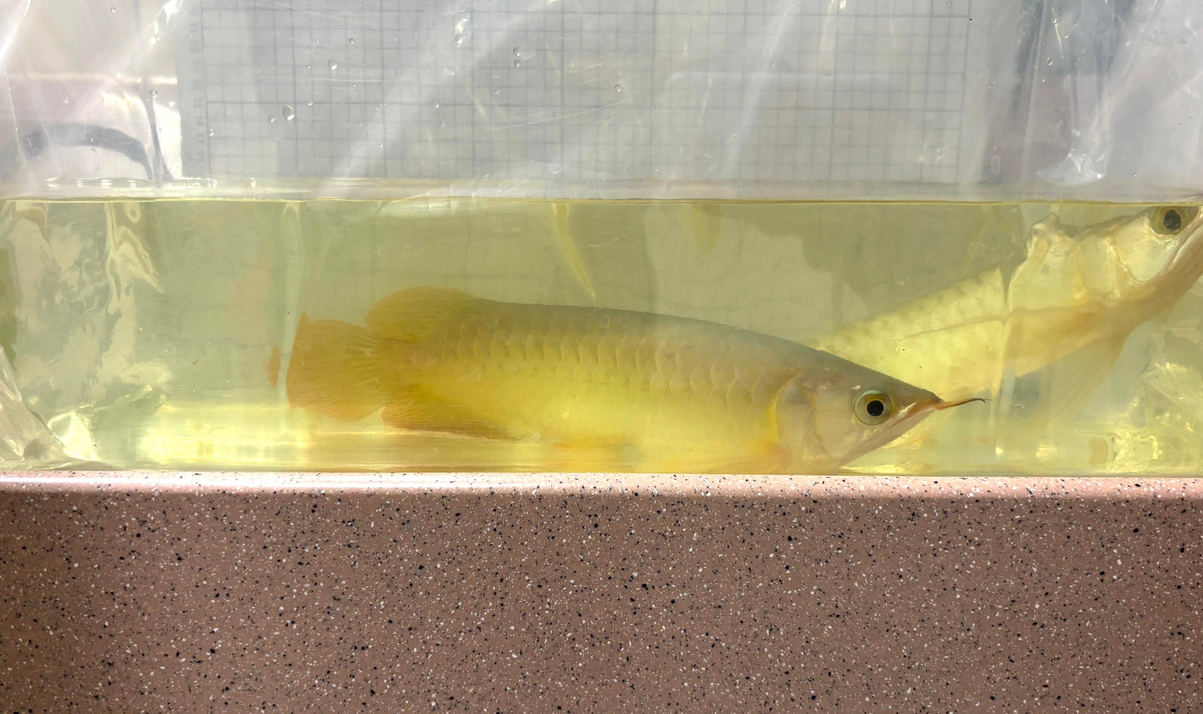 Hong Kong Customs today (December 26) seized a total of four suspected scheduled endangered live arowanas and river stingrays at Lok Ma Chau Spur Line Control Point.  Photo shows the suspected live arowanas seized.