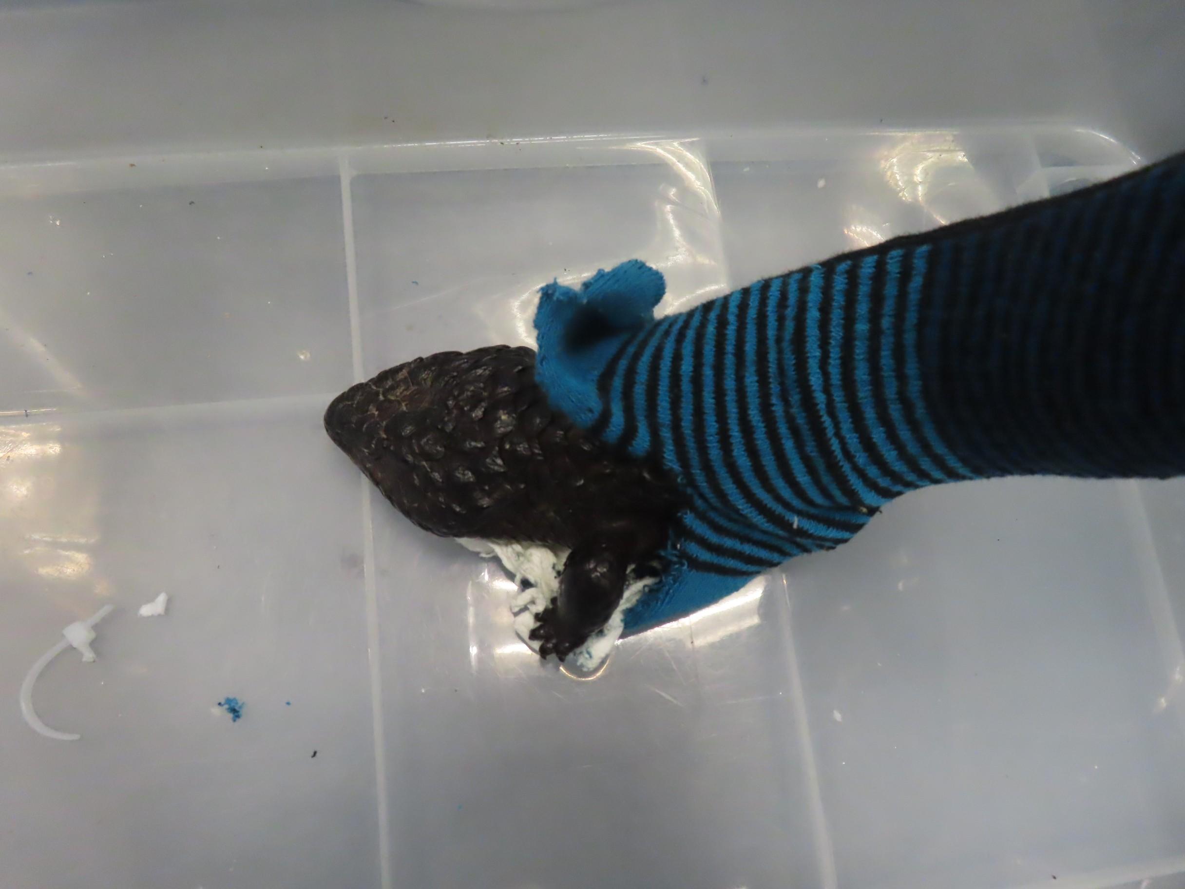 Hong Kong Customs seized 13 suspected scheduled endangered live lizards with an estimated market value of about $92,000 at Hong Kong International Airport on December 27. Photo shows one of the seized suspected scheduled endangered live lizards. 
